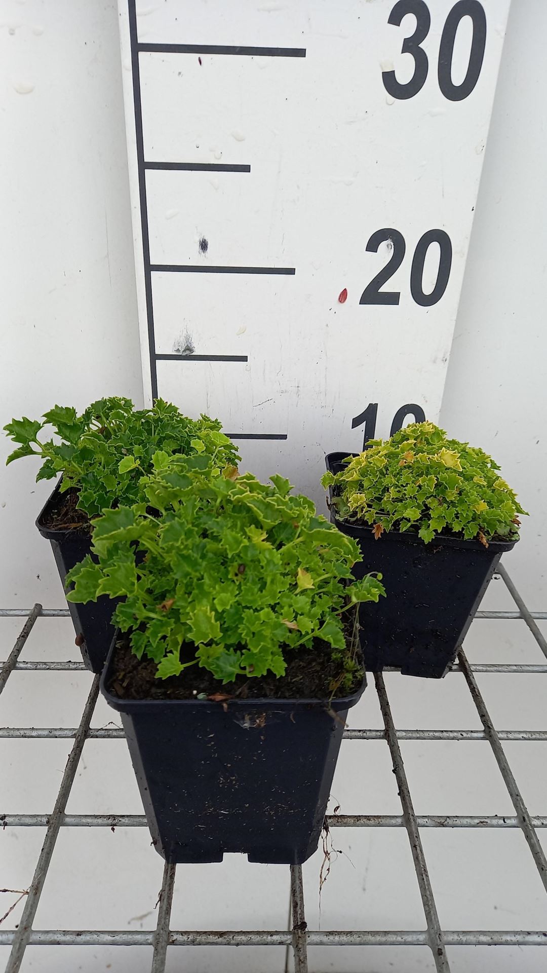 Campanula'Dickson's Gold'- pot 9x9 cm afbeelding