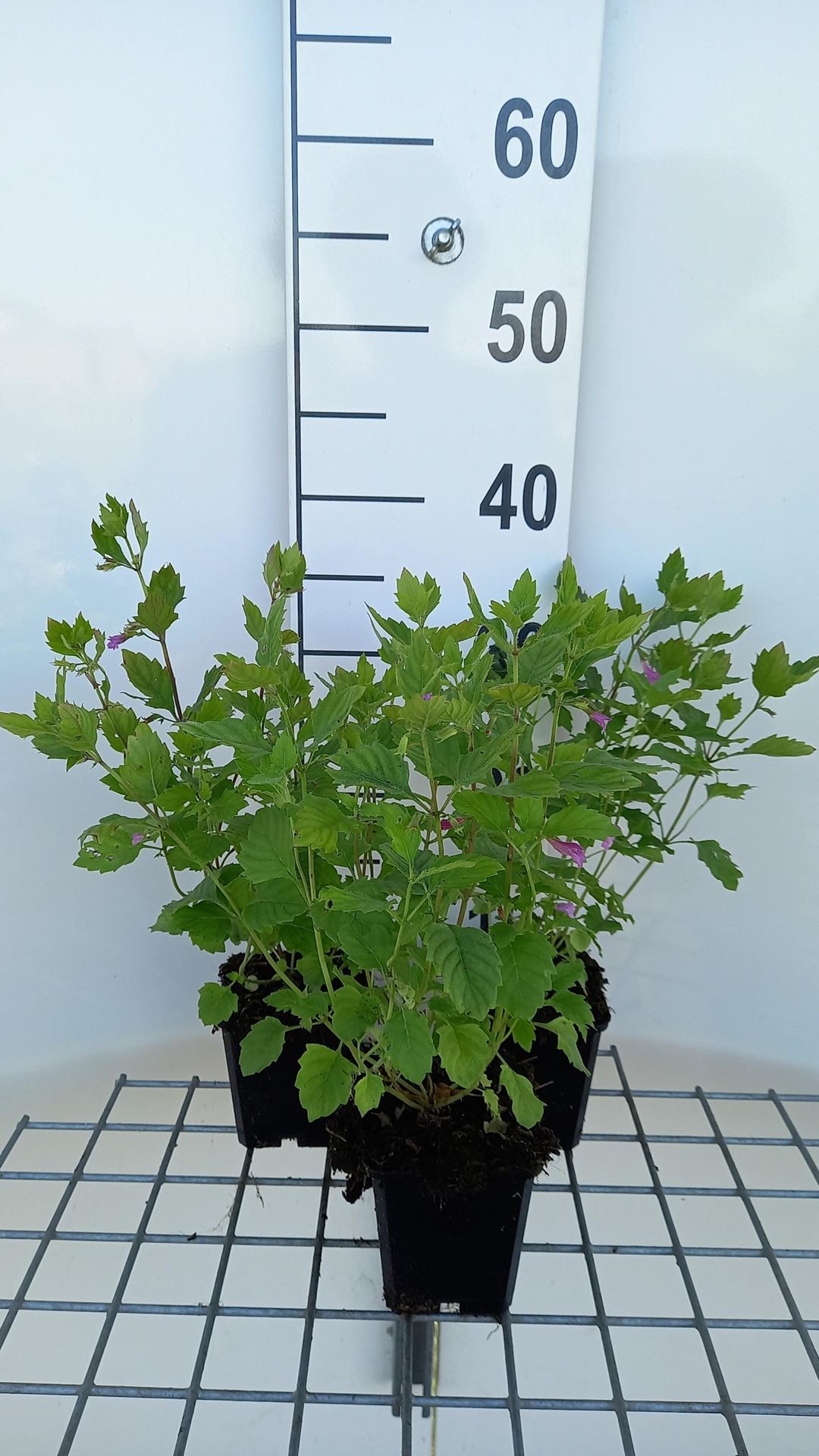 Calamintha grandiflora - pot 9x9 cm afbeelding
