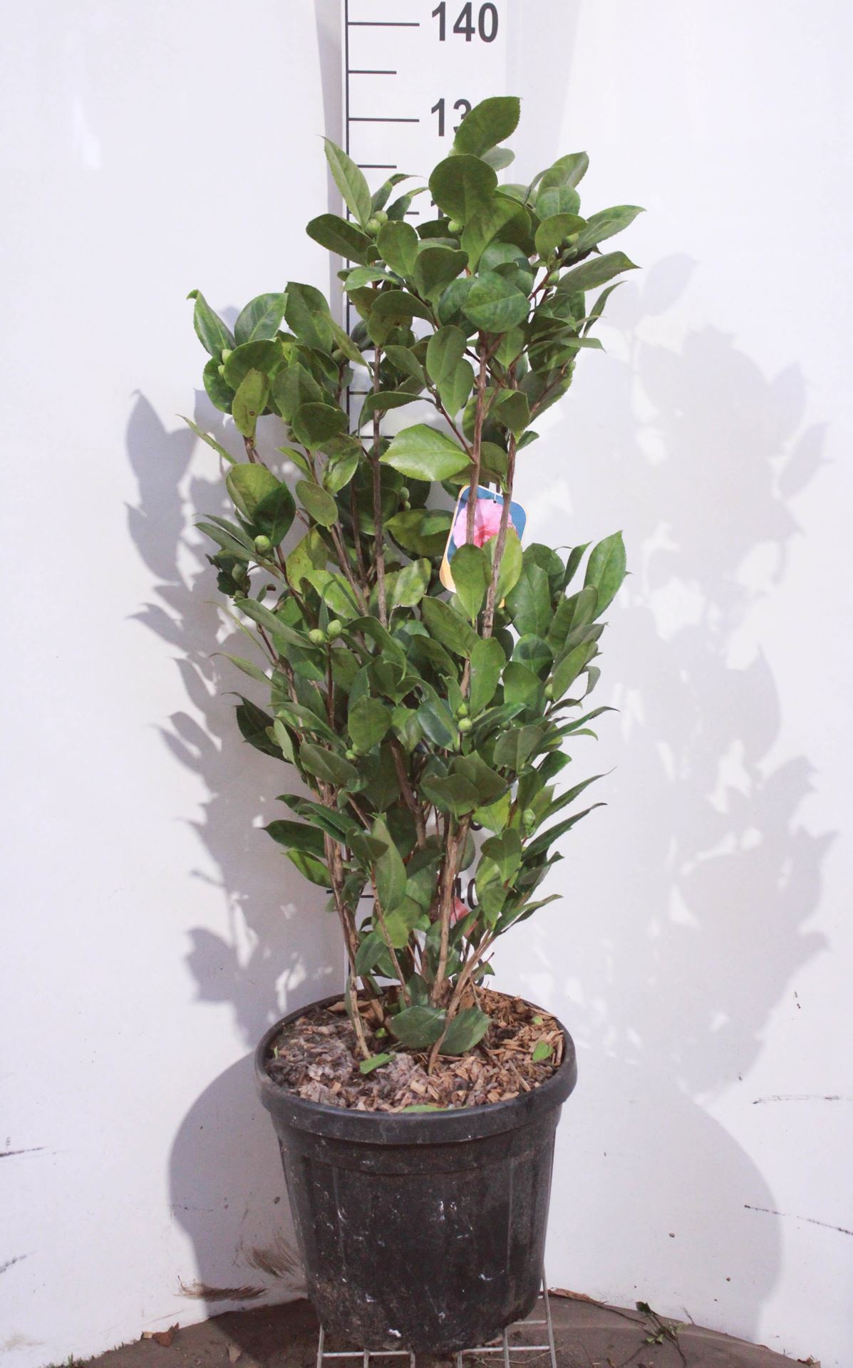 Camellia japonica wit - pot 15L - 80-100 cm afbeelding