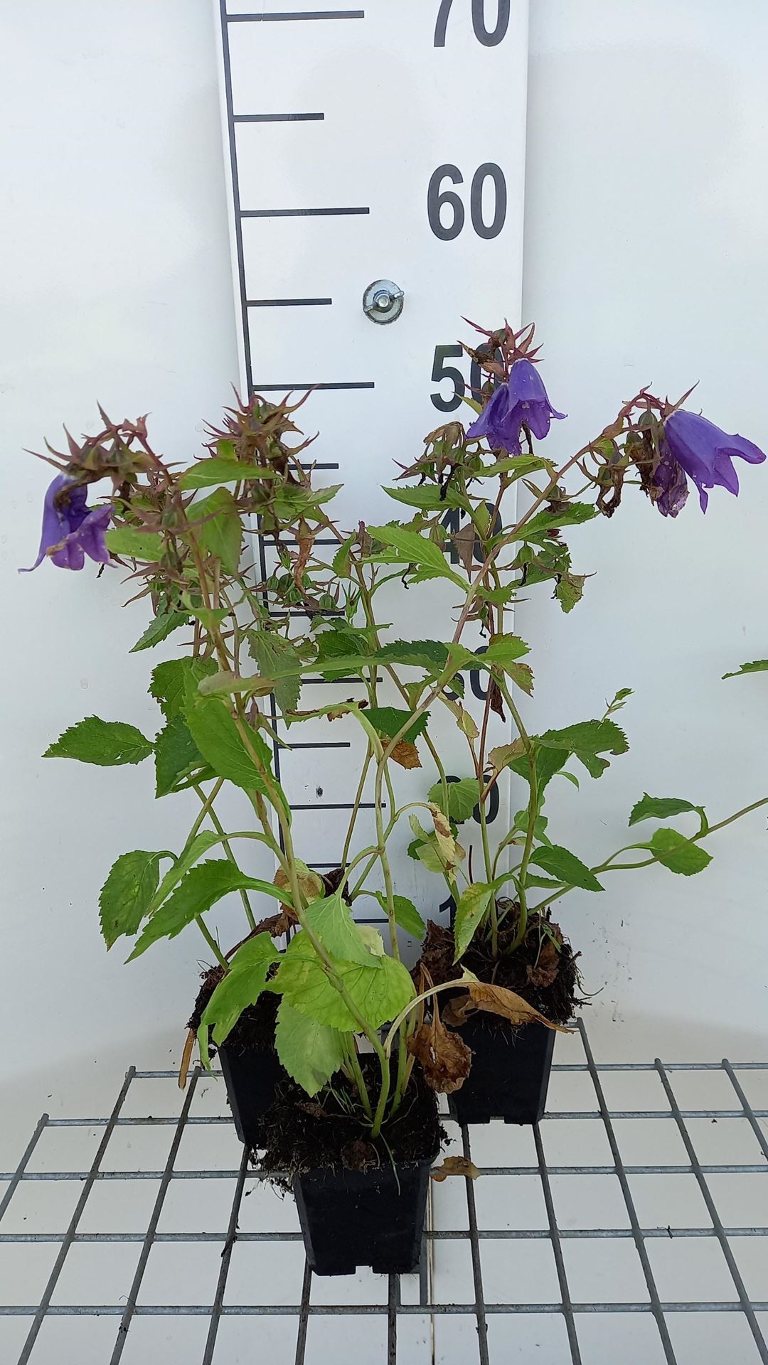 Campanula'Kent Belle'- pot 9x9 cm afbeelding