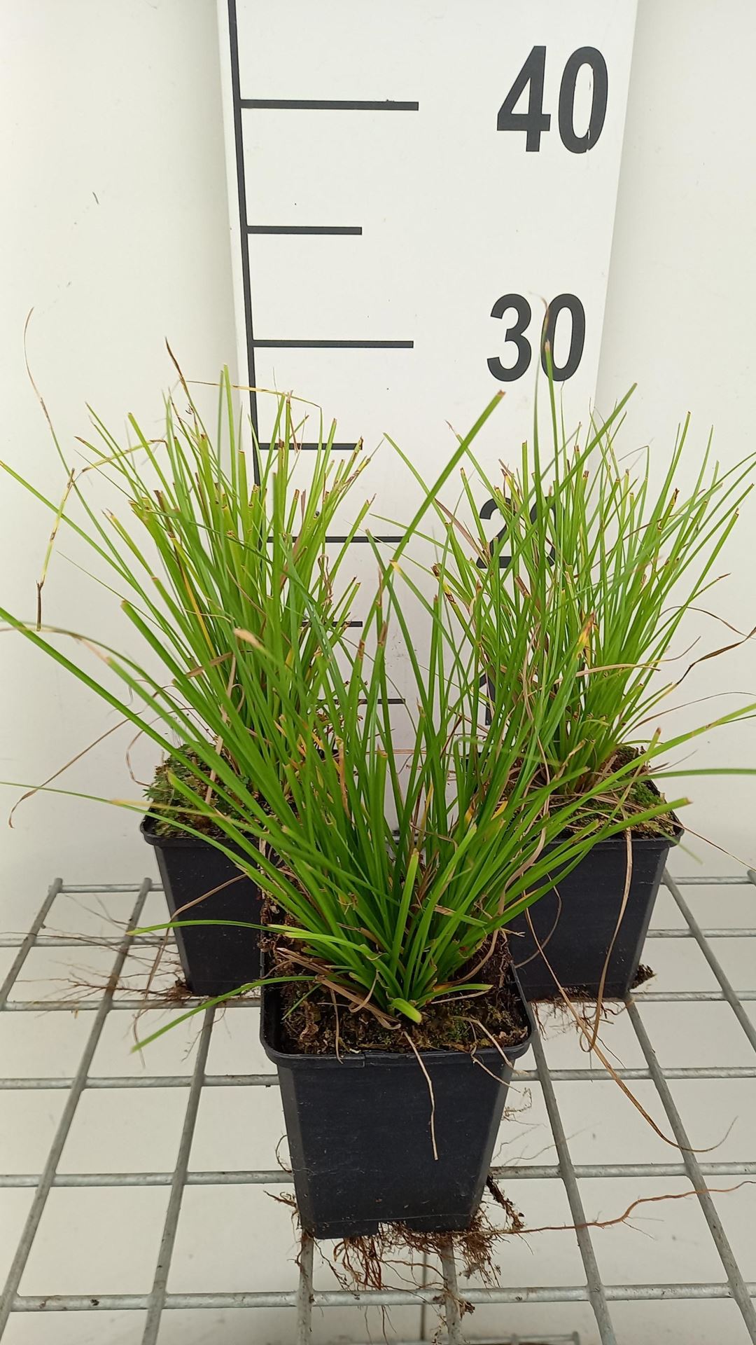 Carex'Kyoto'- pot 9x9 cm - afbeelding