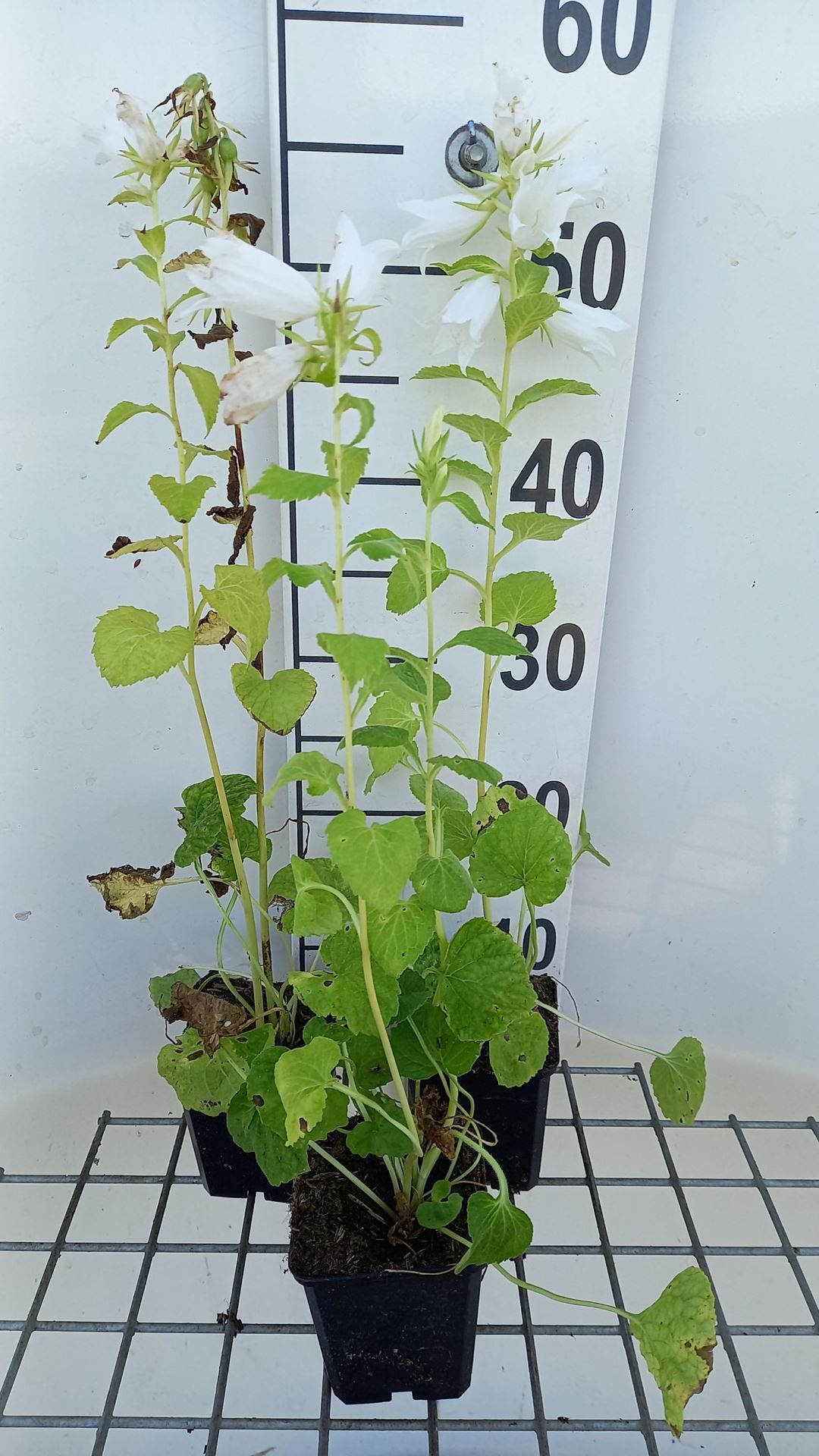 Campanula latifolia'Alba'- pot 9x9 cm - afbeelding