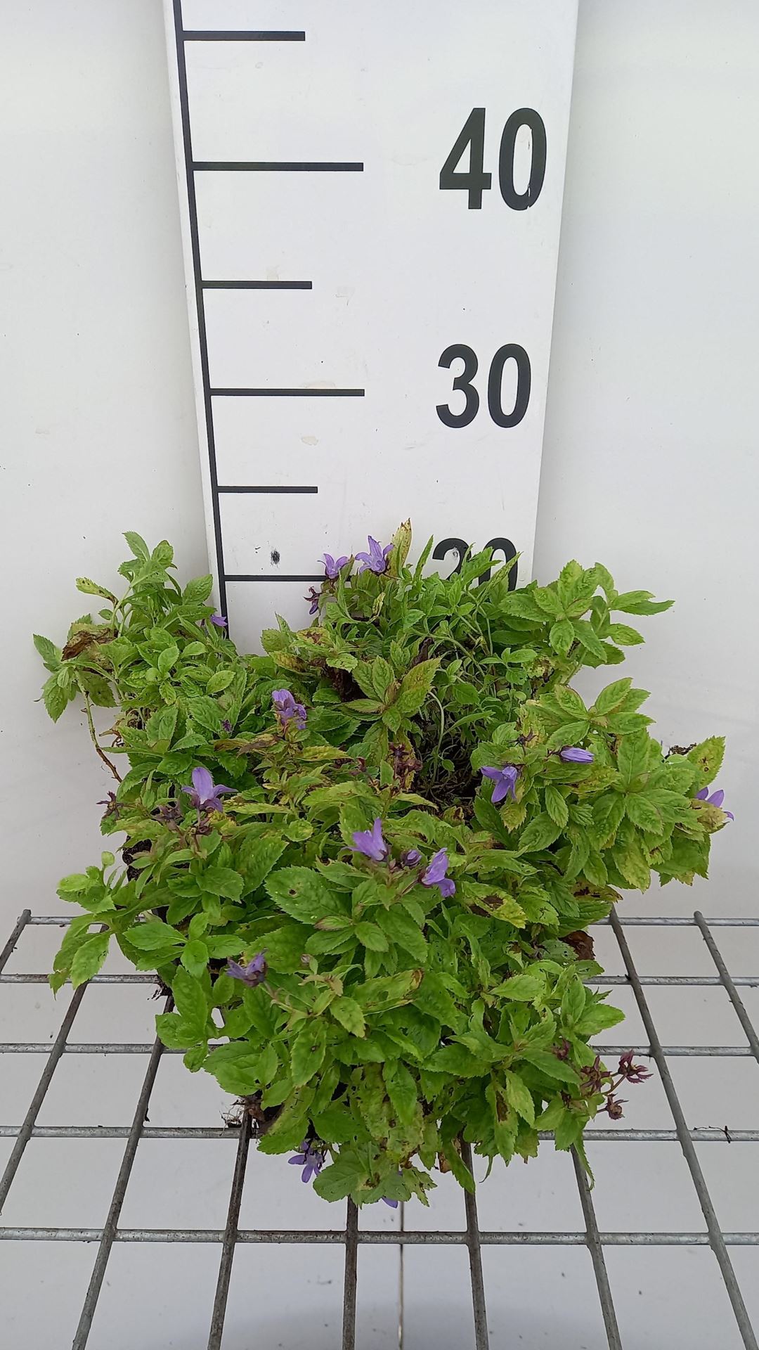 Campanula lactiflora 'Pouffe' - pot 9x9 cm