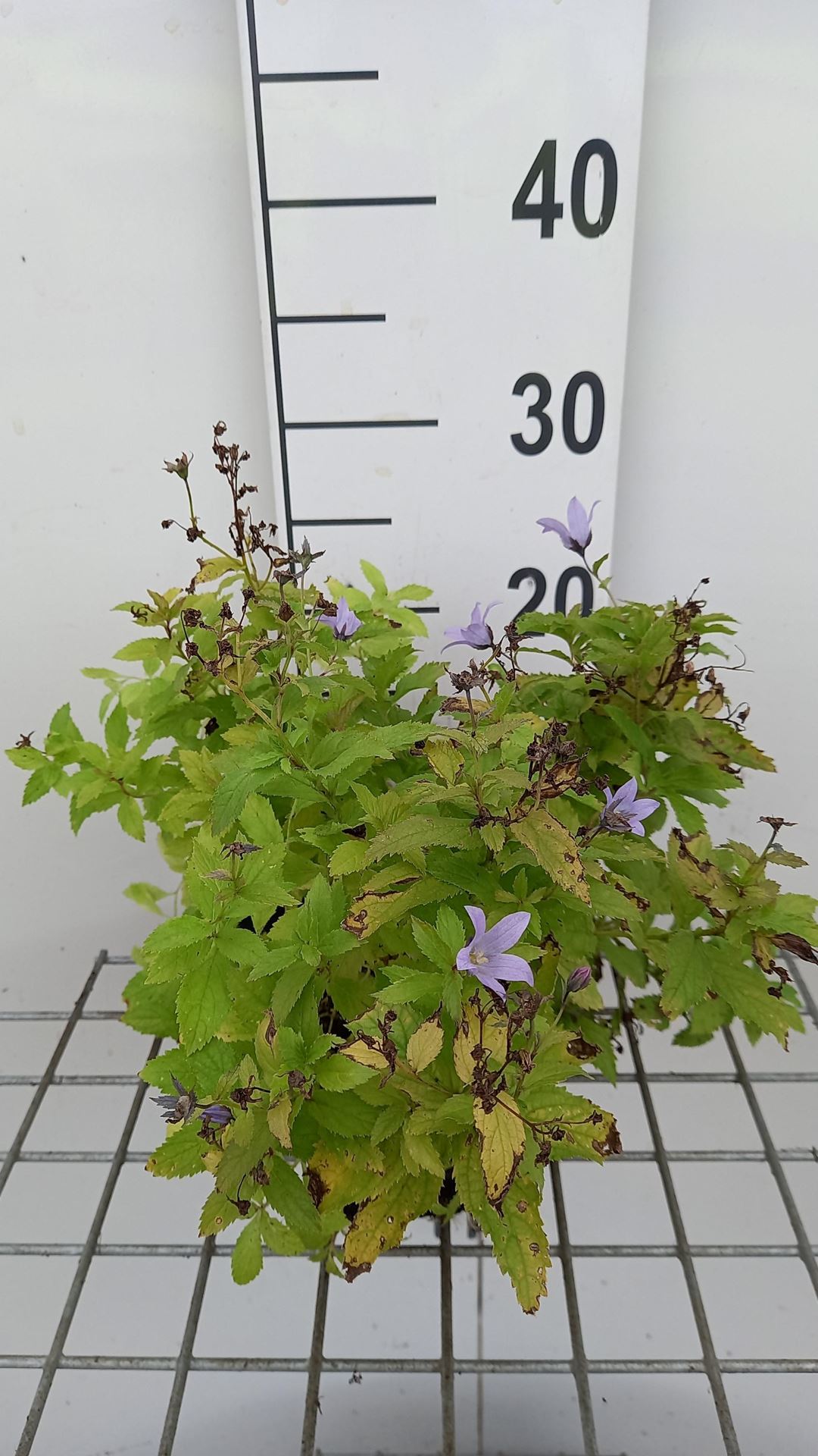 Campanula lactiflora'Senior'- pot 9x9 cm afbeelding