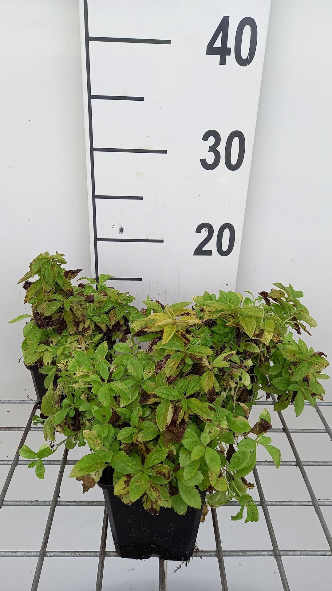Campanula lactiflora'White Pouffe'- pot 9x9 cm afbeelding