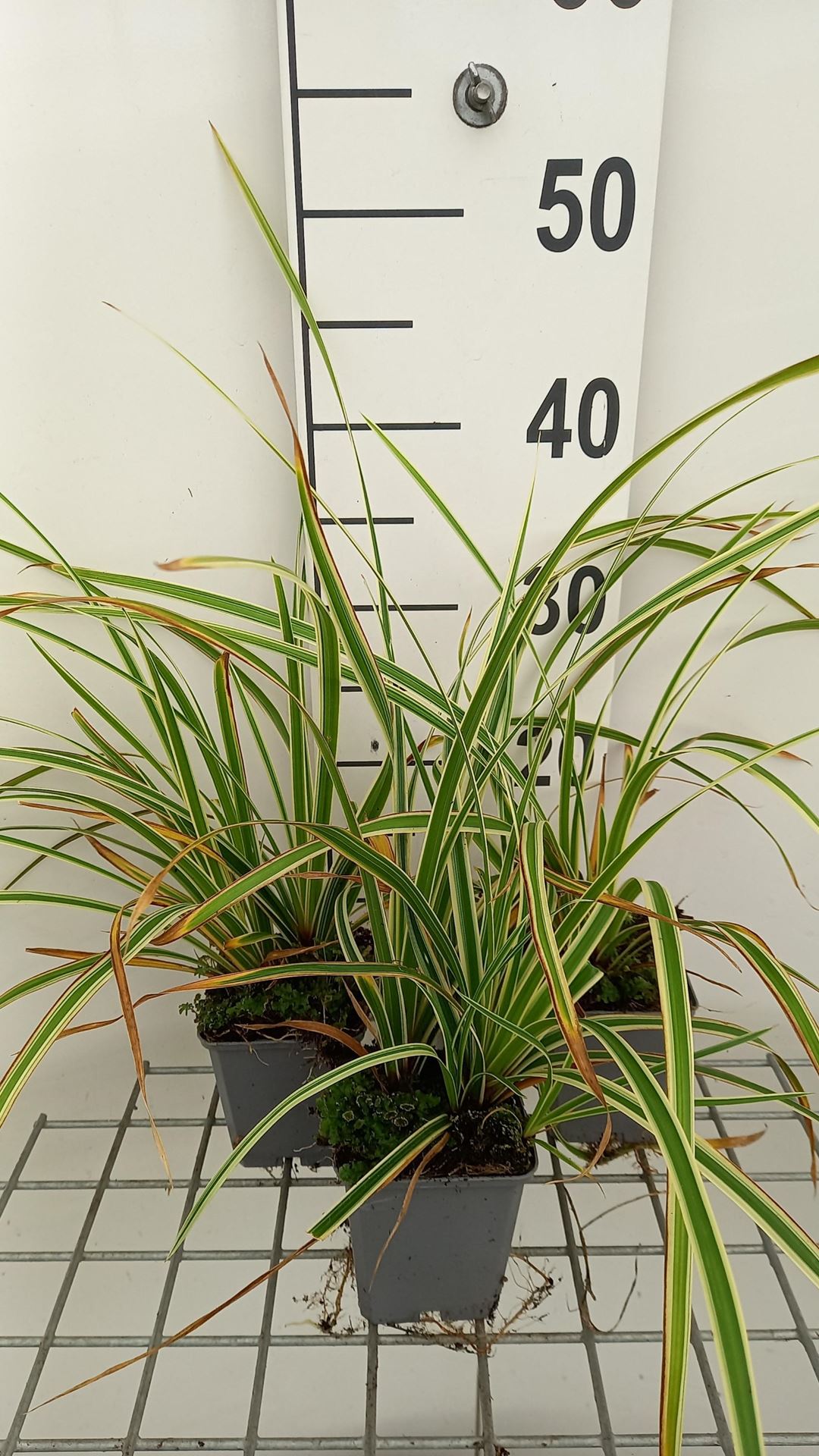 Carex morrowii'Goldband'- pot 9x9 cm afbeelding