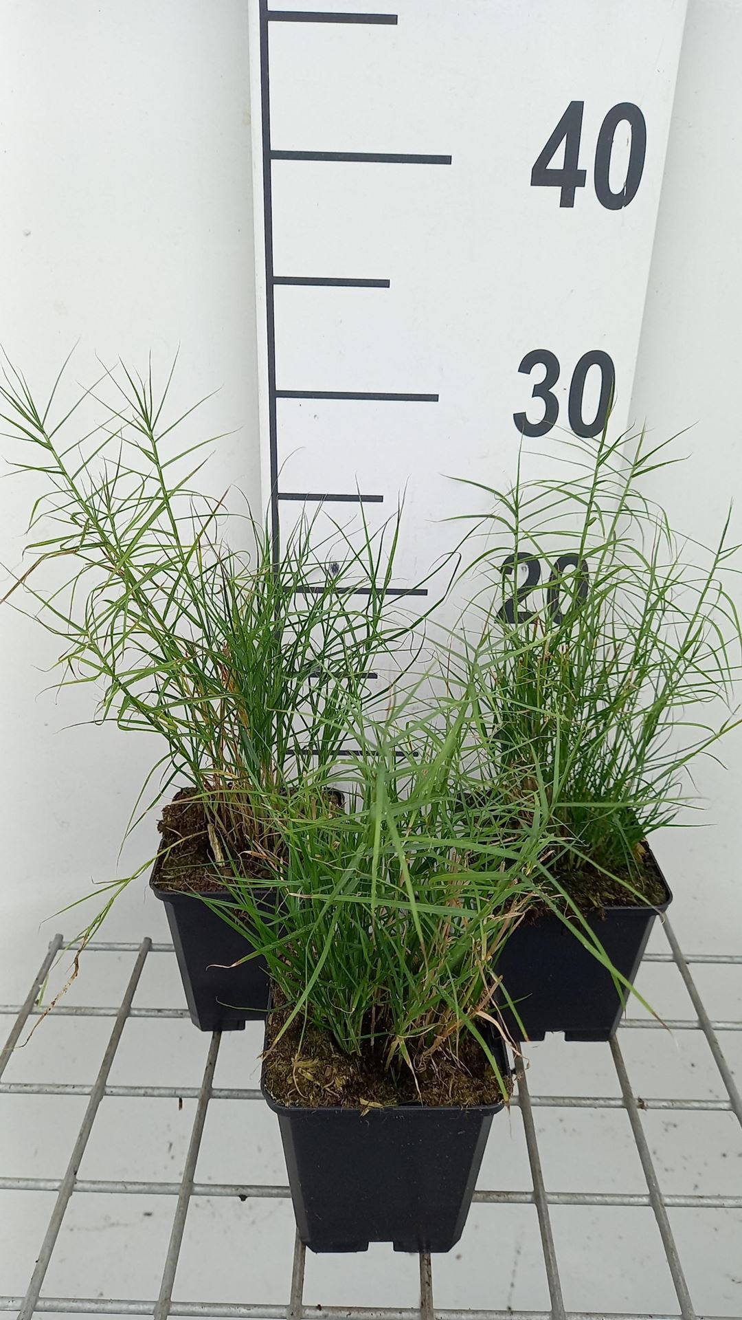 Carex muskingumensis'Little Midge'- pot 9x9 cm afbeelding
