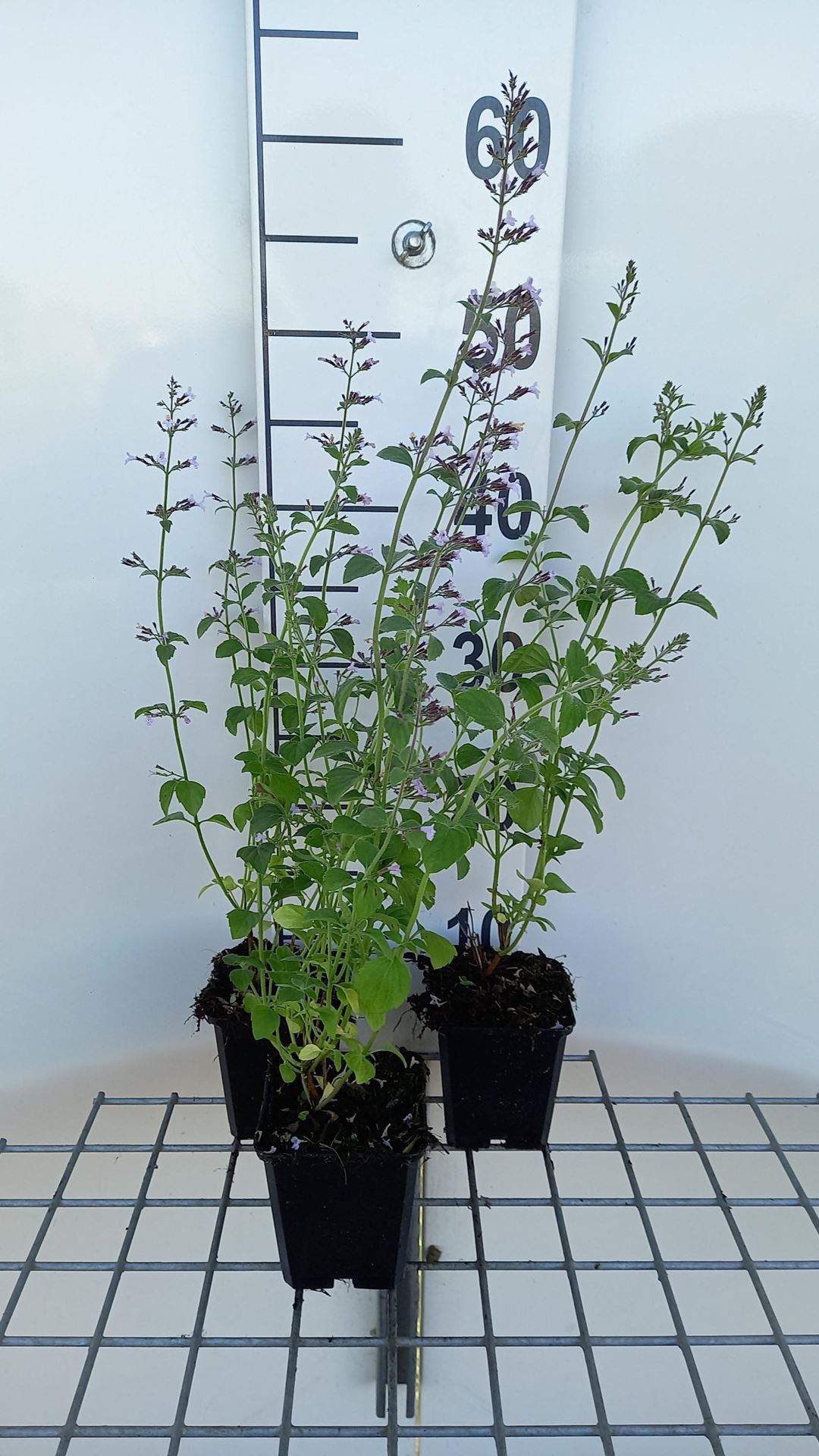 Calamintha nepeta'Blue Cloud'- pot 9x9 cm - Steentijm afbeelding