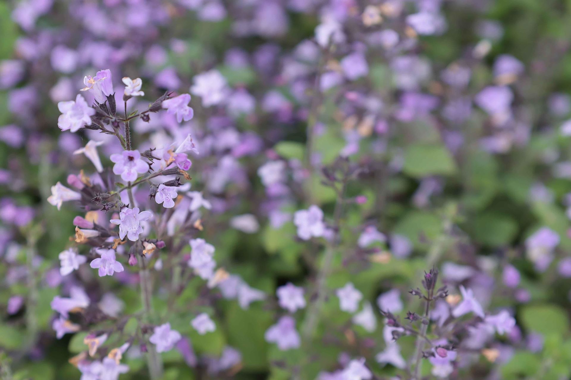 Calamintha nepeta'Marvelette Blue'- pot 9x9 cm - afbeelding