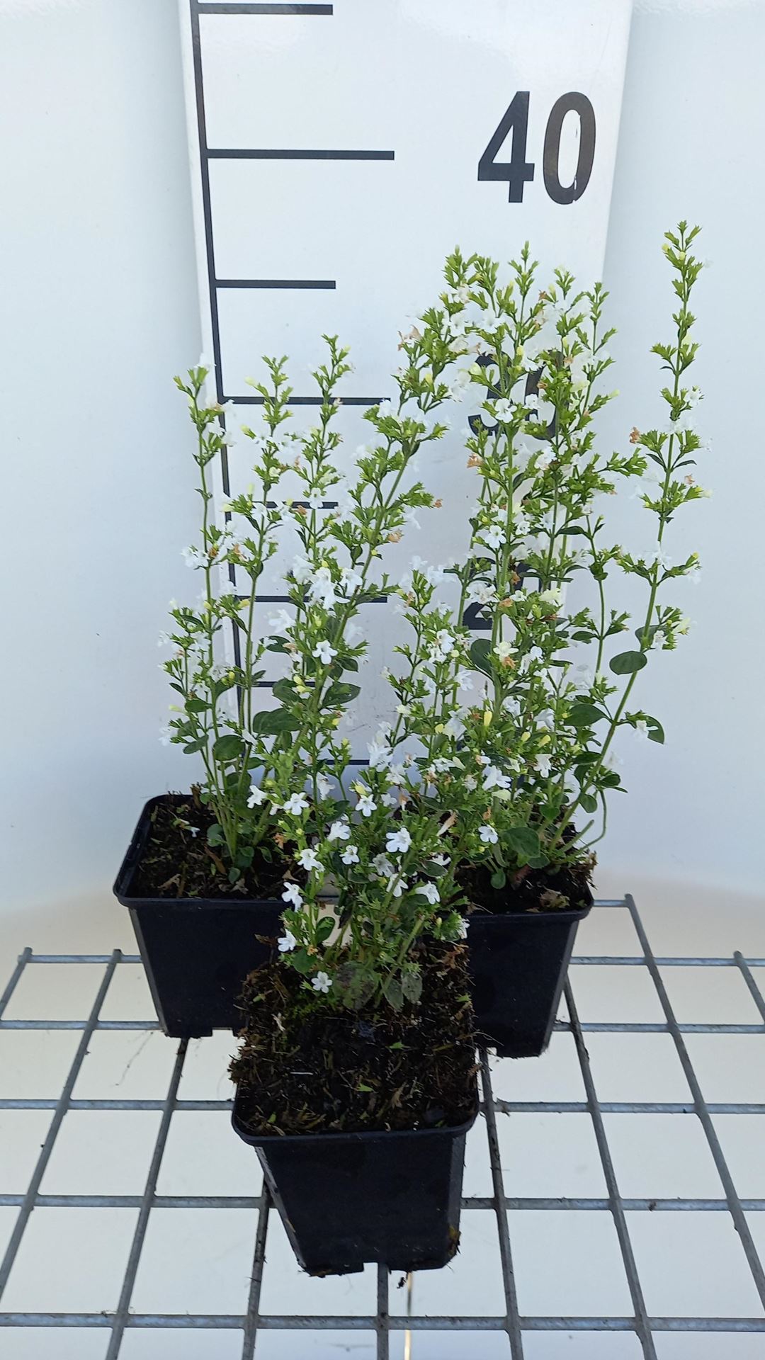 Calamintha nepeta'White Cloud'- pot 9x9 cm - Steentijm afbeelding