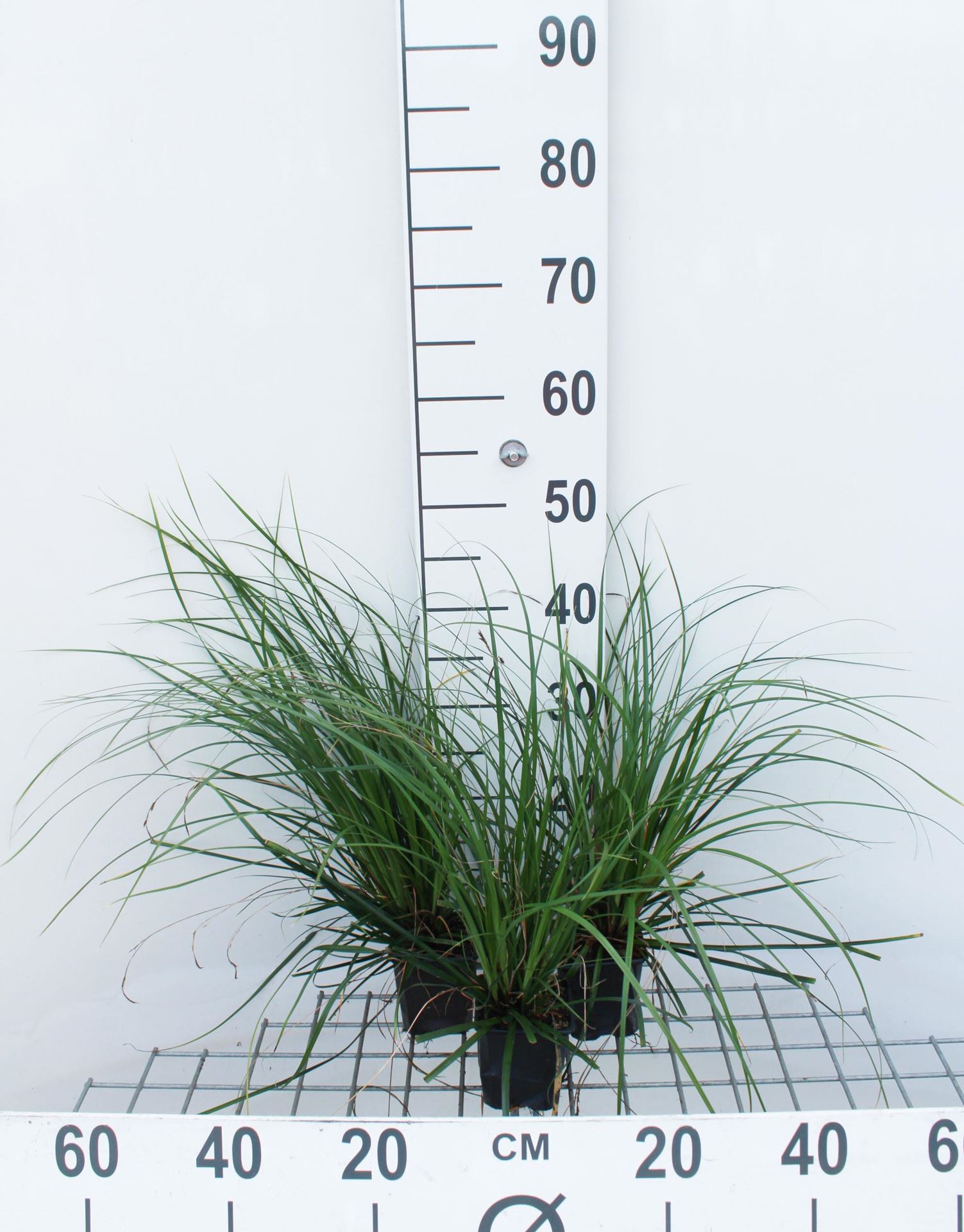 Carex oshimensis'Evergreen'- pot 9x9 cm - afbeelding