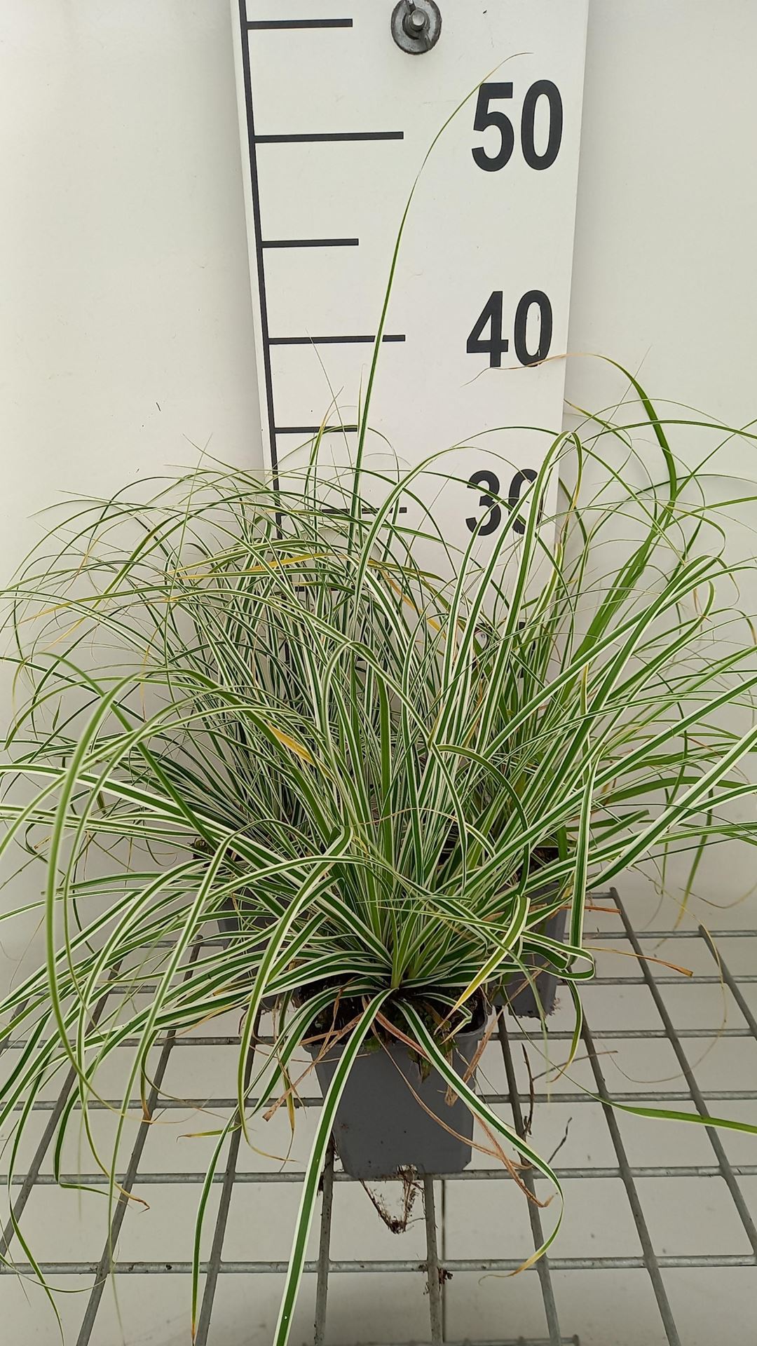 Carex oshimensis'Fiwhite'(Everest) - pot 9x9 cm afbeelding