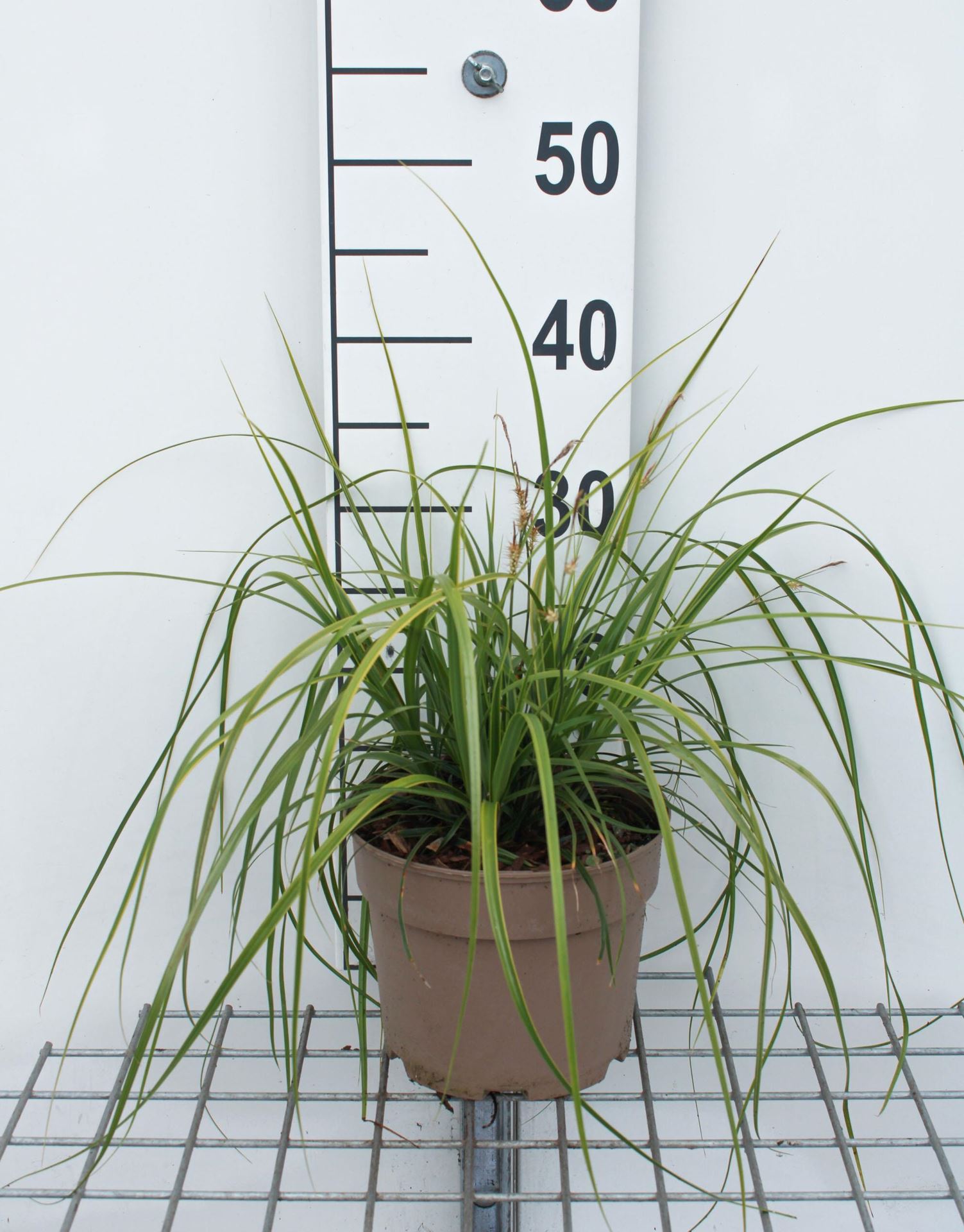 Carex oshimensis'Everlime'(Evercolor) - pot 3L afbeelding