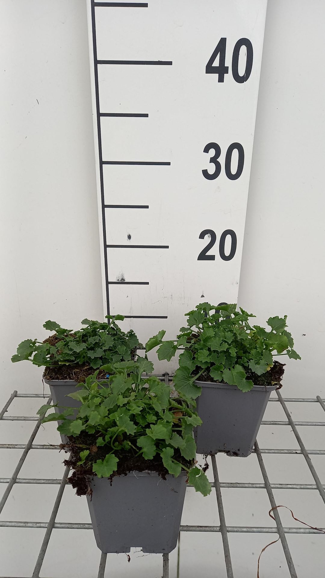 Campanula portenschlagiana'Catharina'- pot 9x9 cm - Klokjesbloem afbeelding