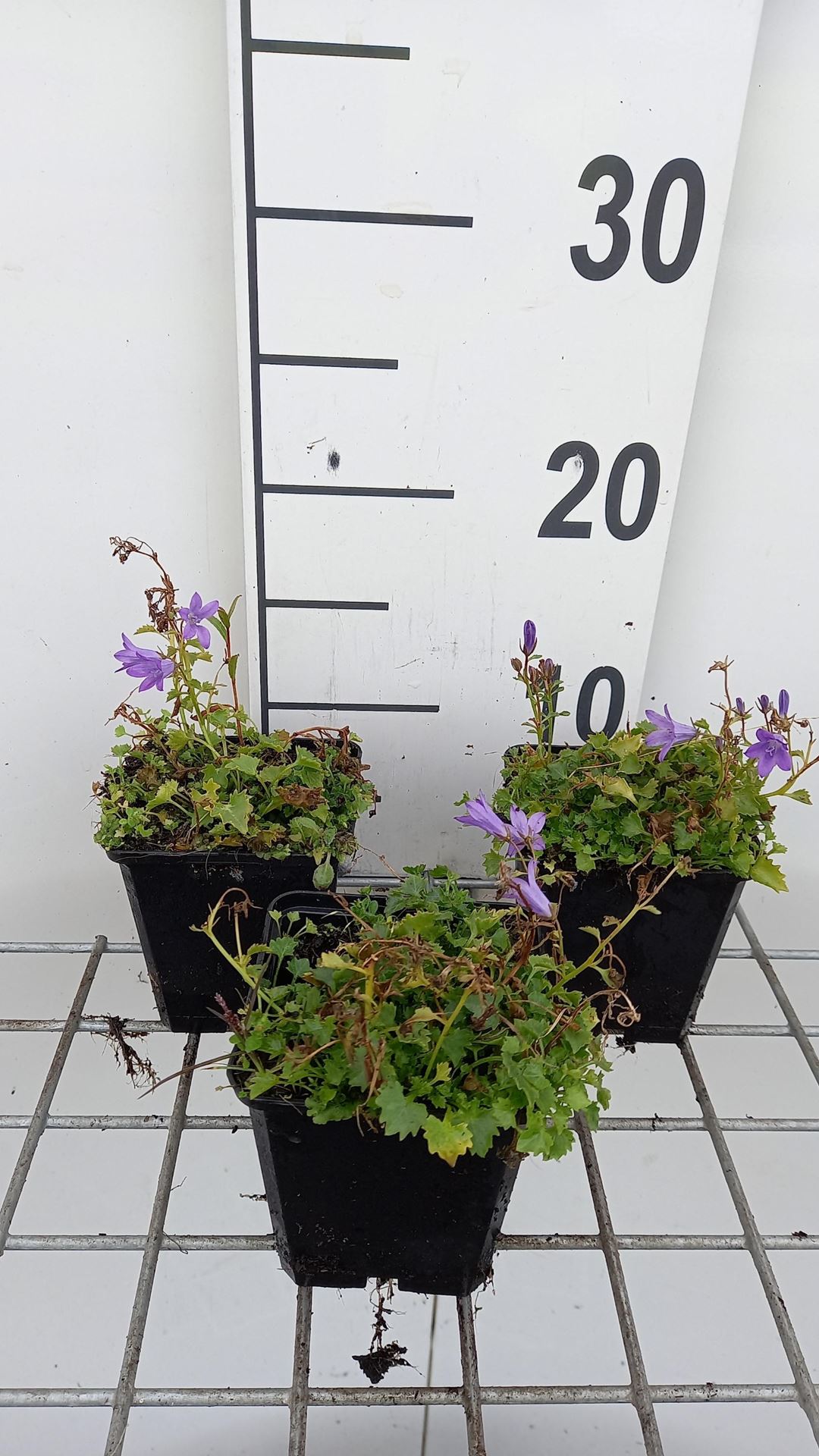 Campanula portenschlagiana'Resholt Variety'- pot 9x9 cm afbeelding