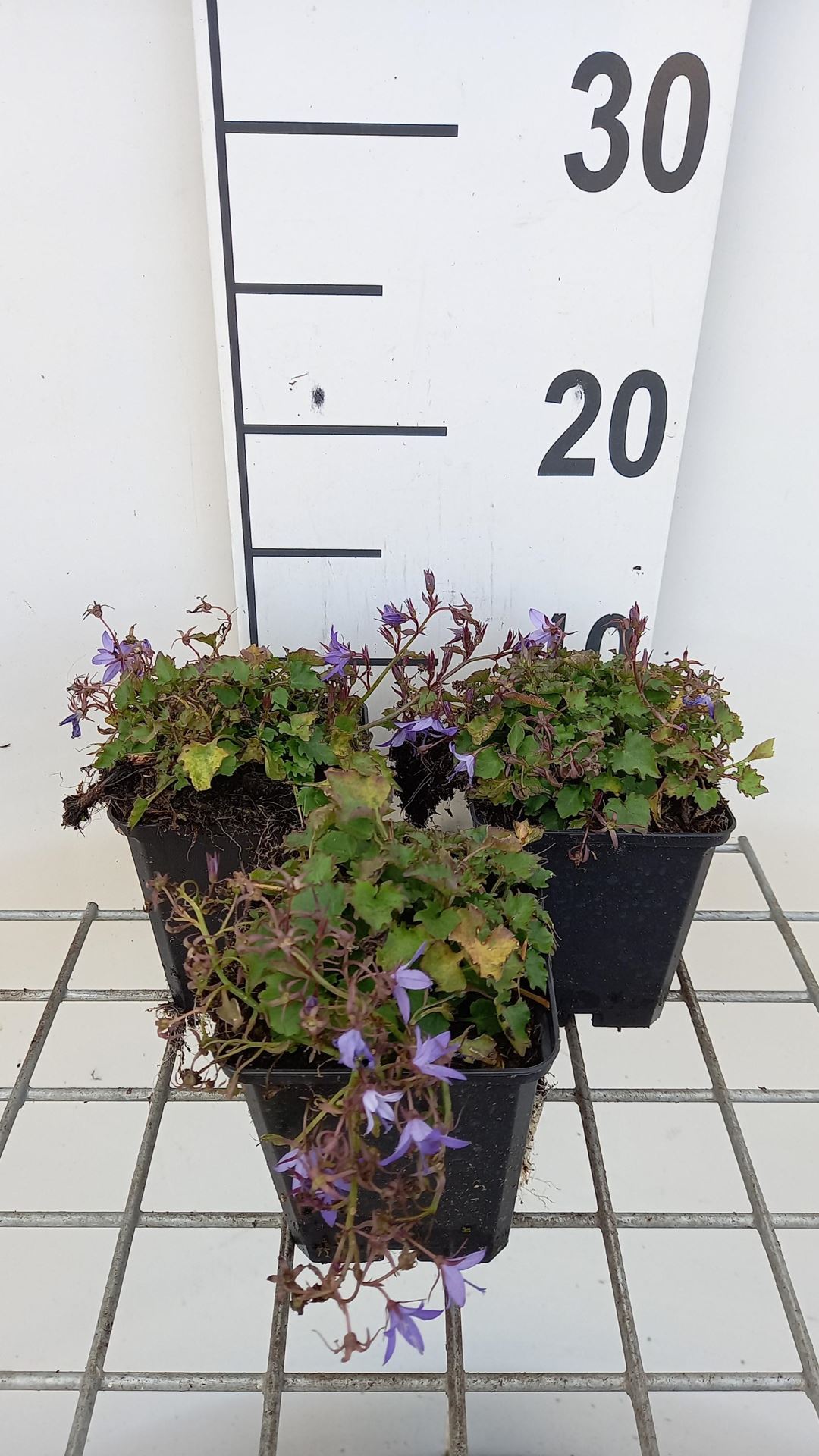 Campanula poscharskyana'Stella'- pot 9x9 cm afbeelding