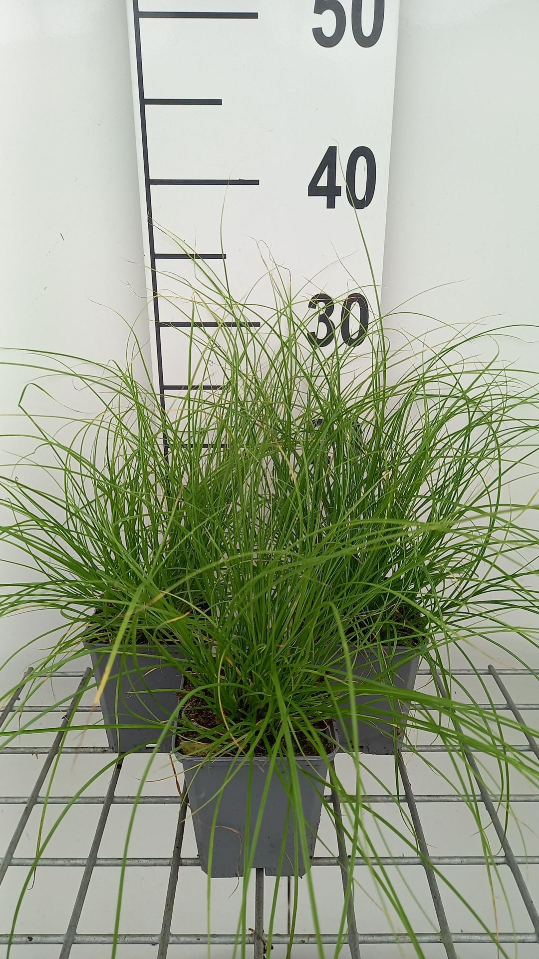 Carex remota - pot 9x9 cm - IJle zegge afbeelding