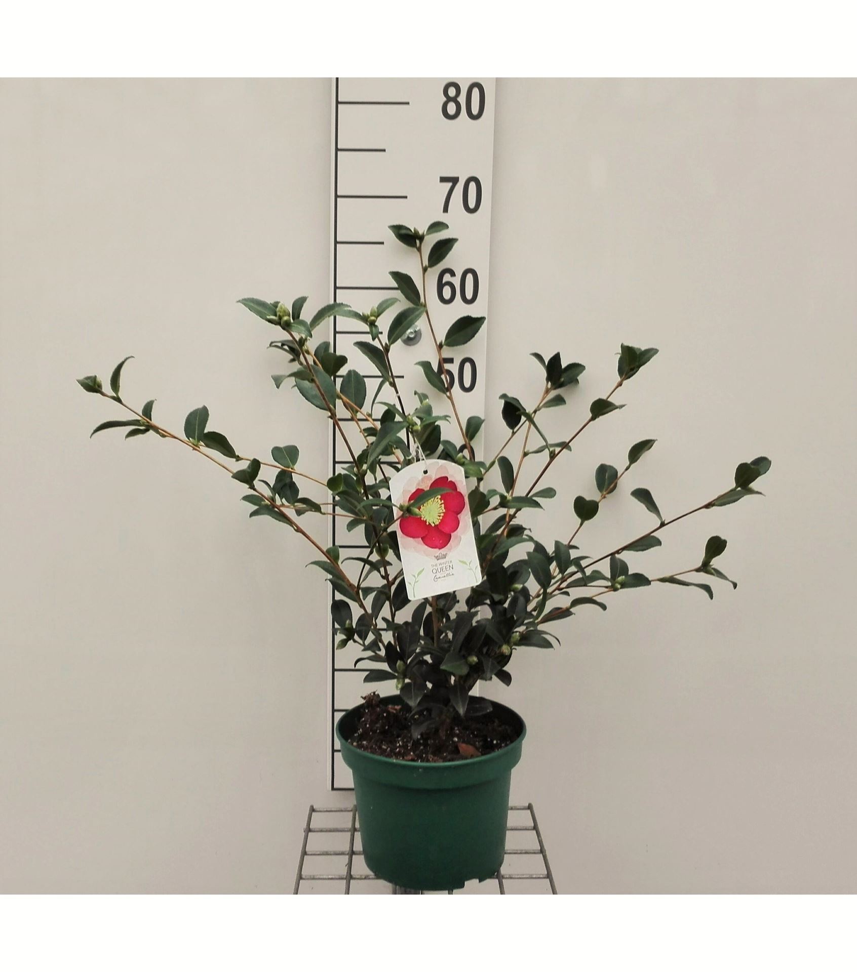 Camellia sasanqua - pot - 40-50 cm