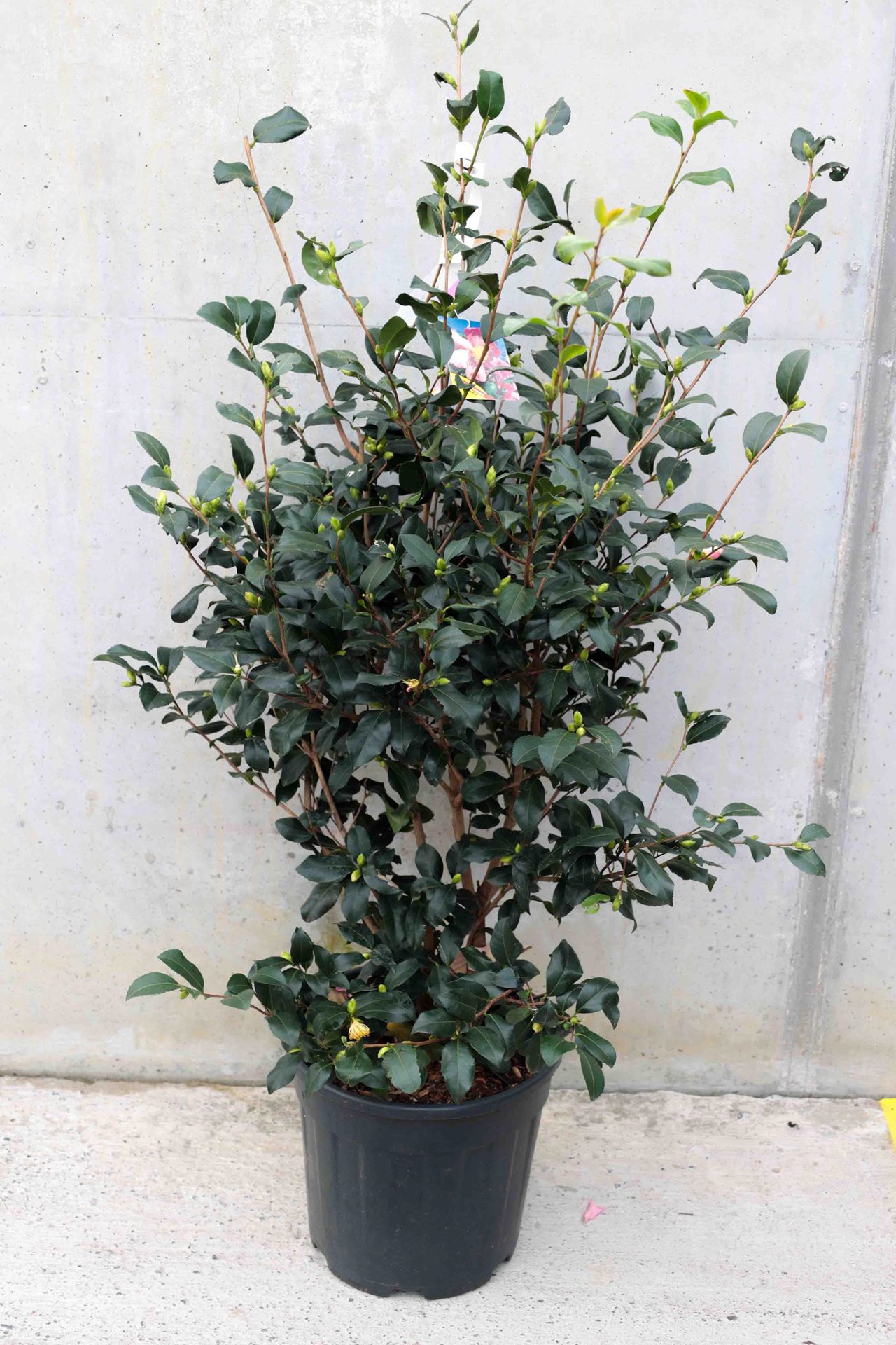 Camellia sasanqua - pot 15L - 80-100 cm afbeelding