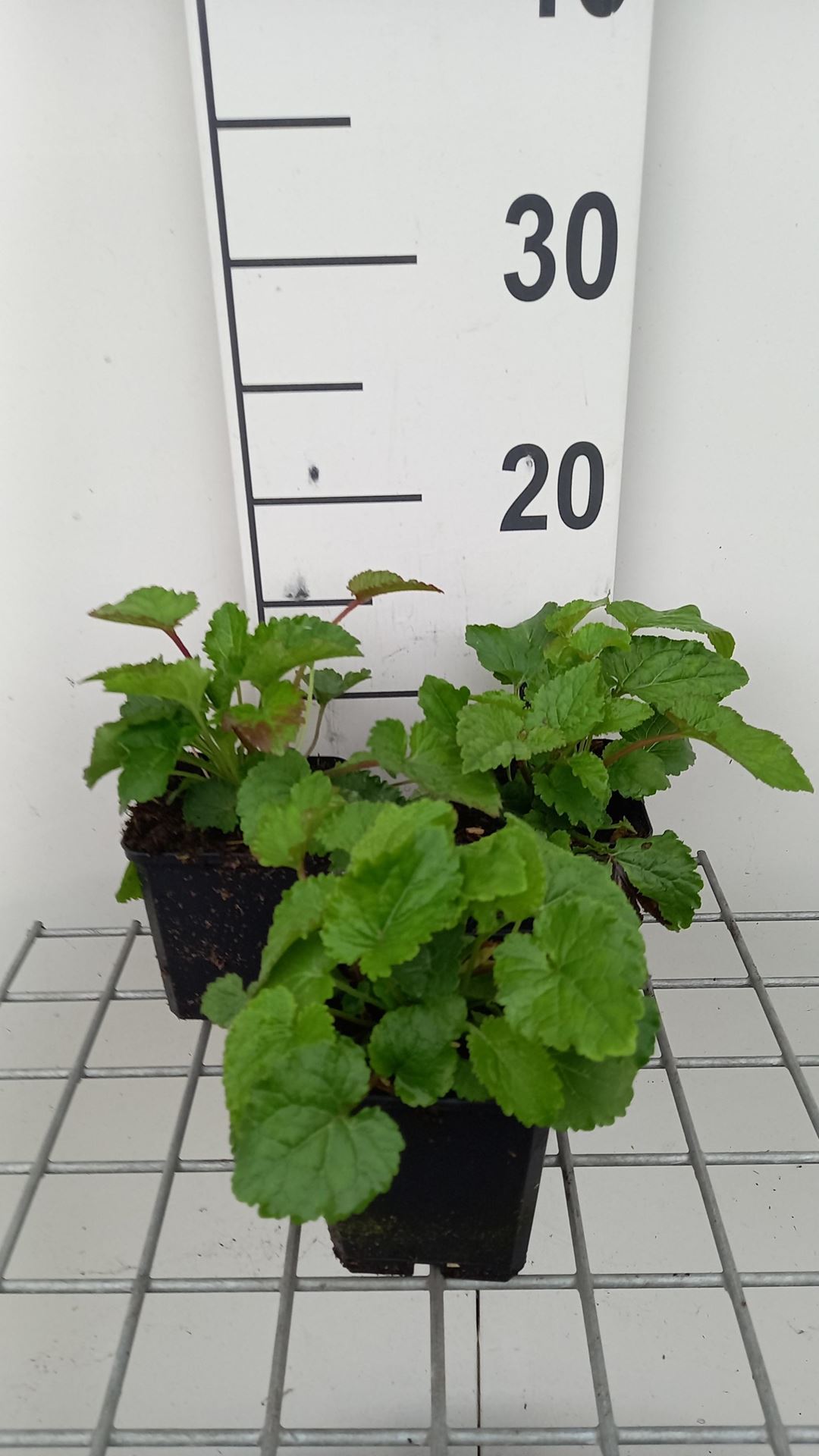 Campanula takesimana - pot 9x9 cm afbeelding