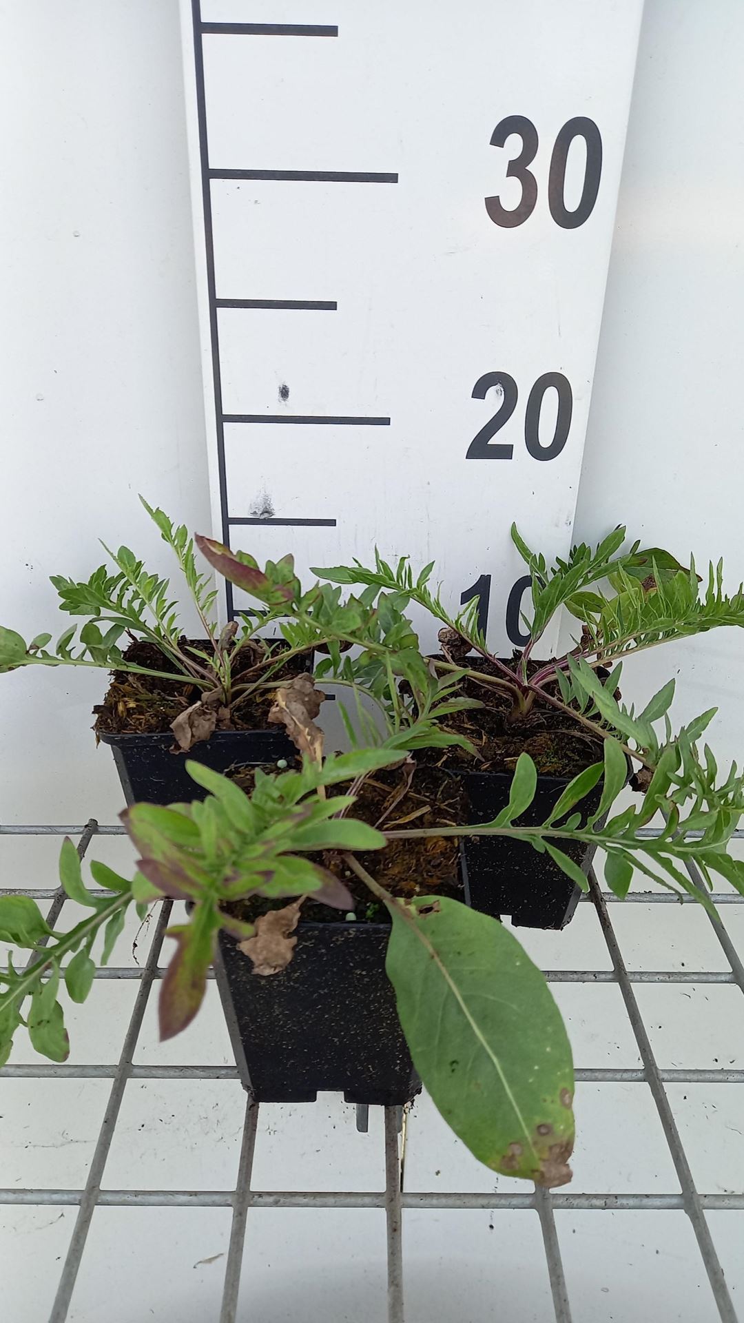 Centaurea atropurpurea - pot 9x9 cm afbeelding
