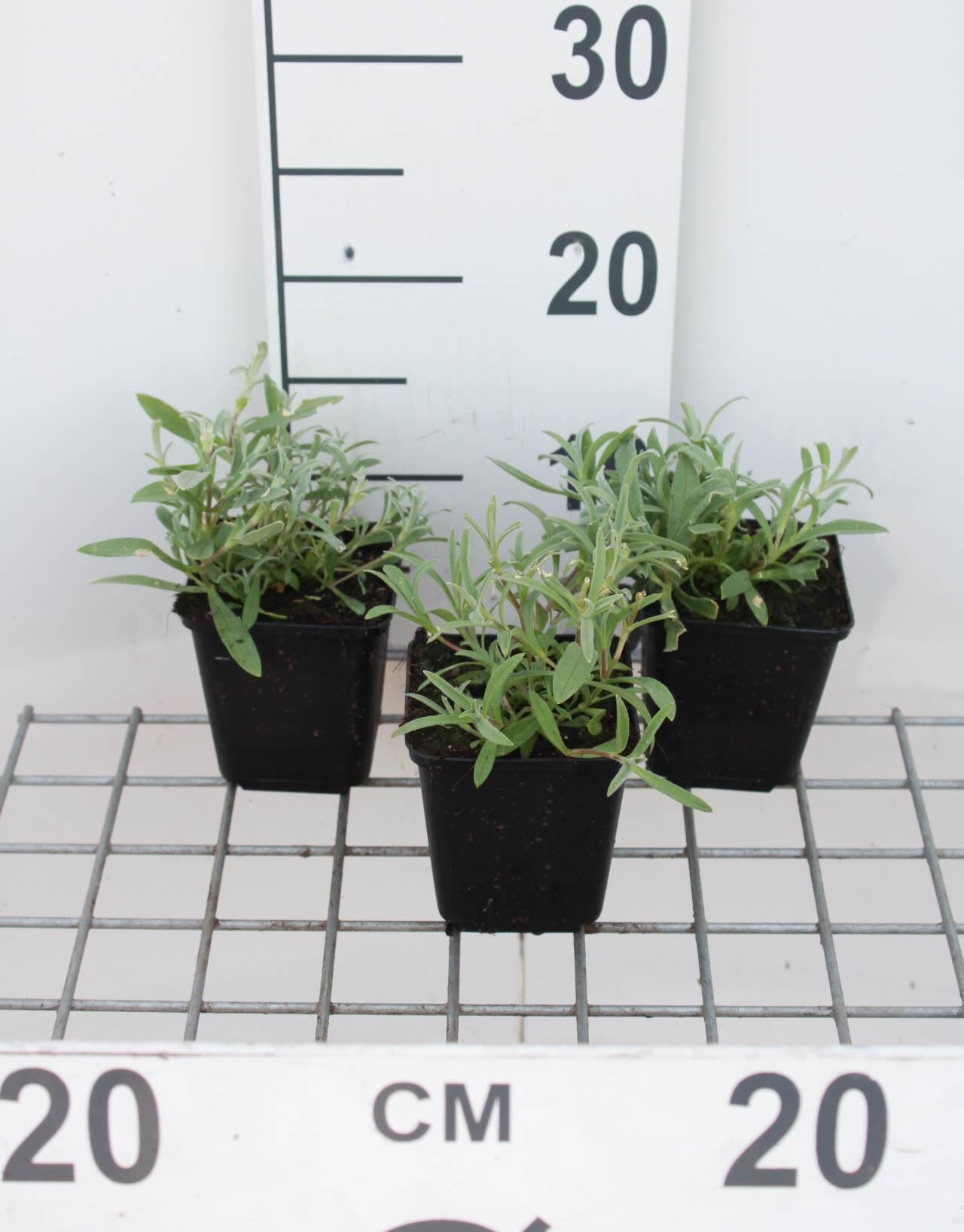 Cerastium biebersteinii - pot 9x9 cm afbeelding