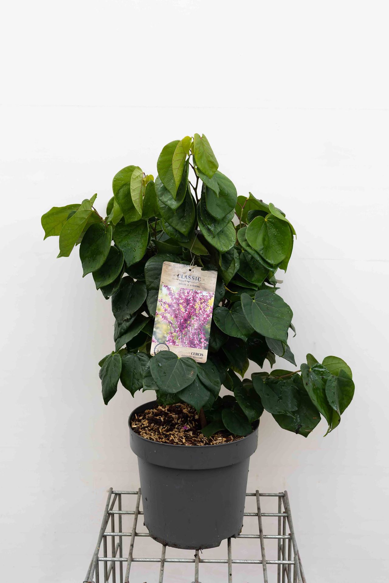 Cercis chinensis'Avondale'- pot 12L - 60-80 cm afbeelding