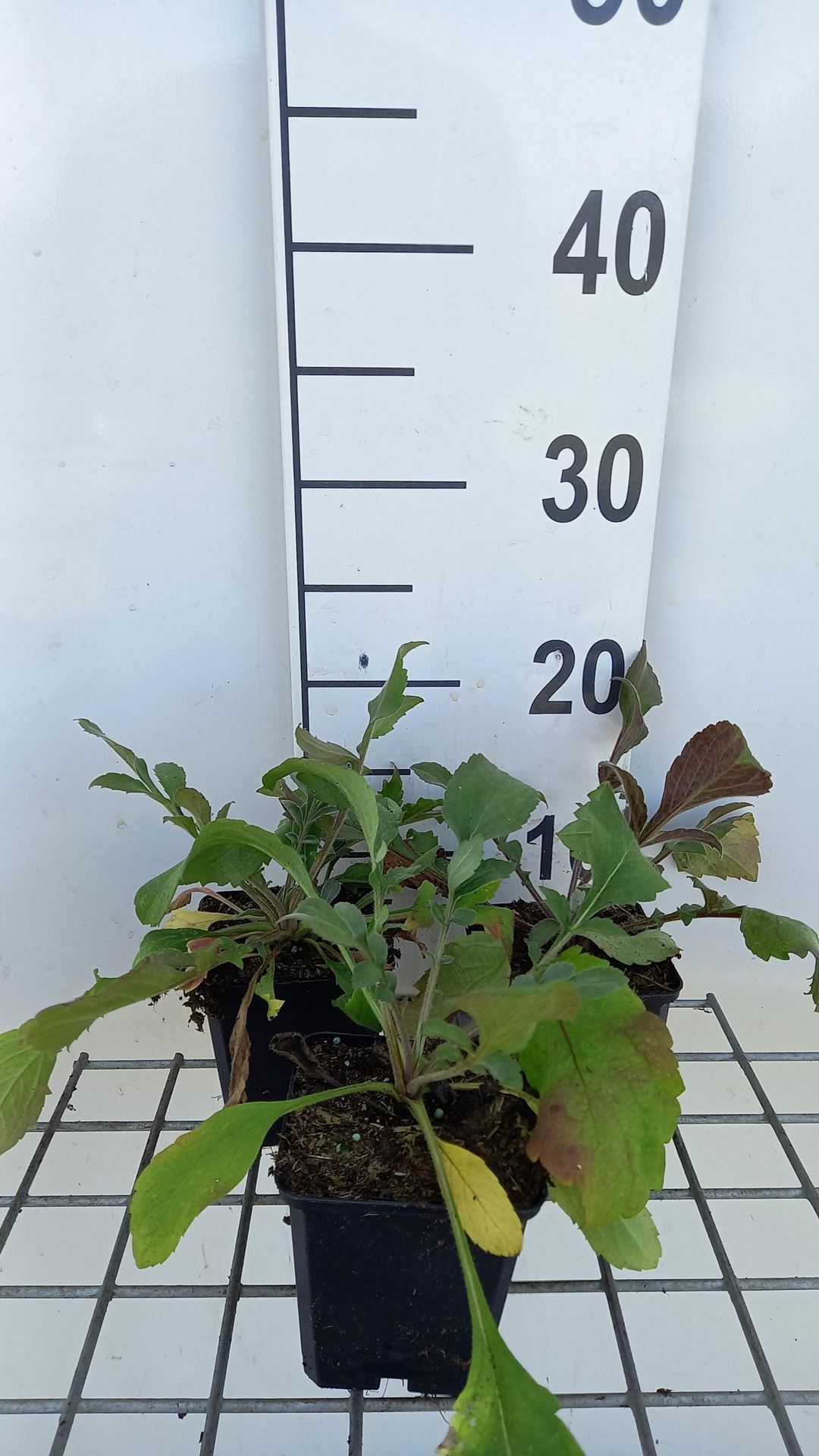 Cephalaria gigantea - pot 9x9 cm -