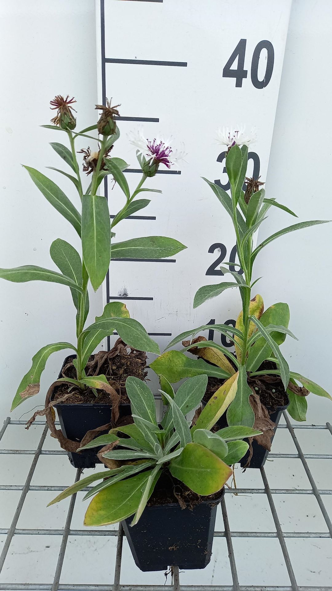 Centaurea montana'Amethyst in Snow'- pot 9x9 cm afbeelding