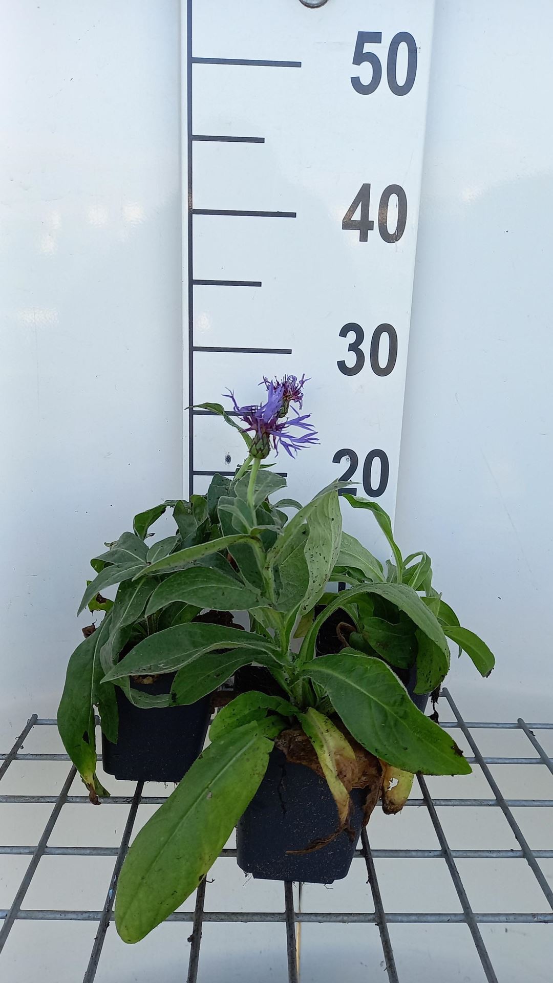 Centaurea montana - pot 9x9 cm afbeelding