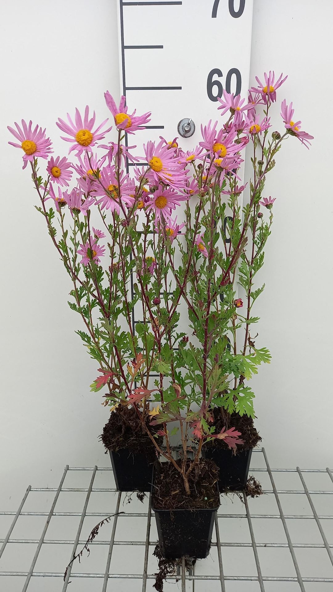 Chrysanthemum'Clara Curtis'- pot 9x9 cm afbeelding