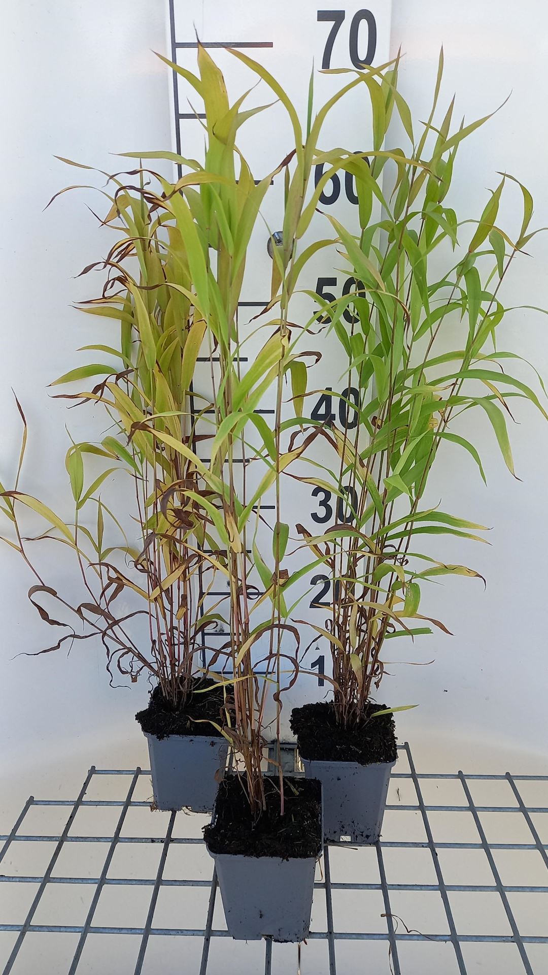 Chasmanthium latifolium - pot 9x9 cm - Plataargras / Plat arengras afbeelding