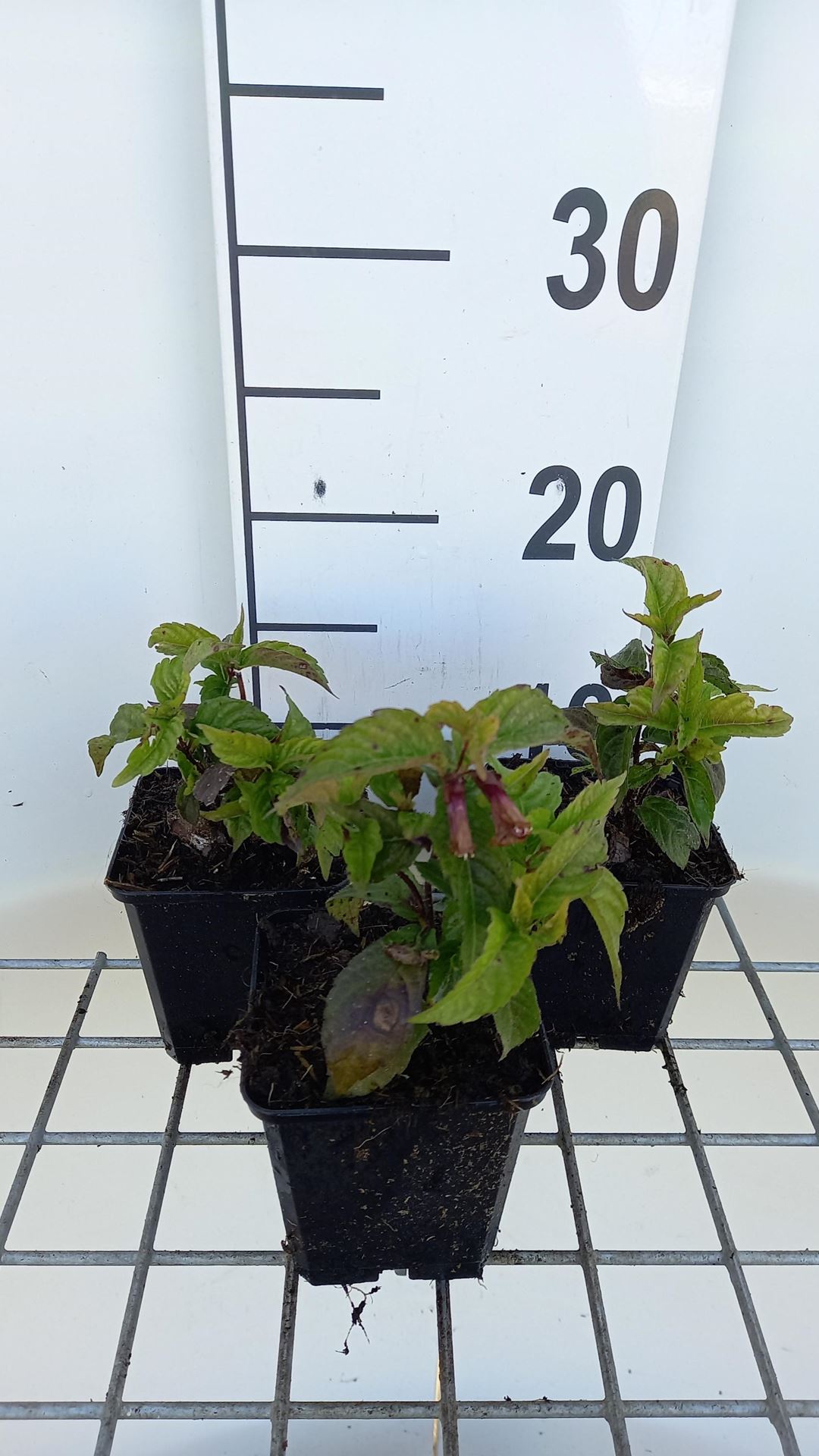 Chelonopsis moschata - pot 9x9 cm afbeelding