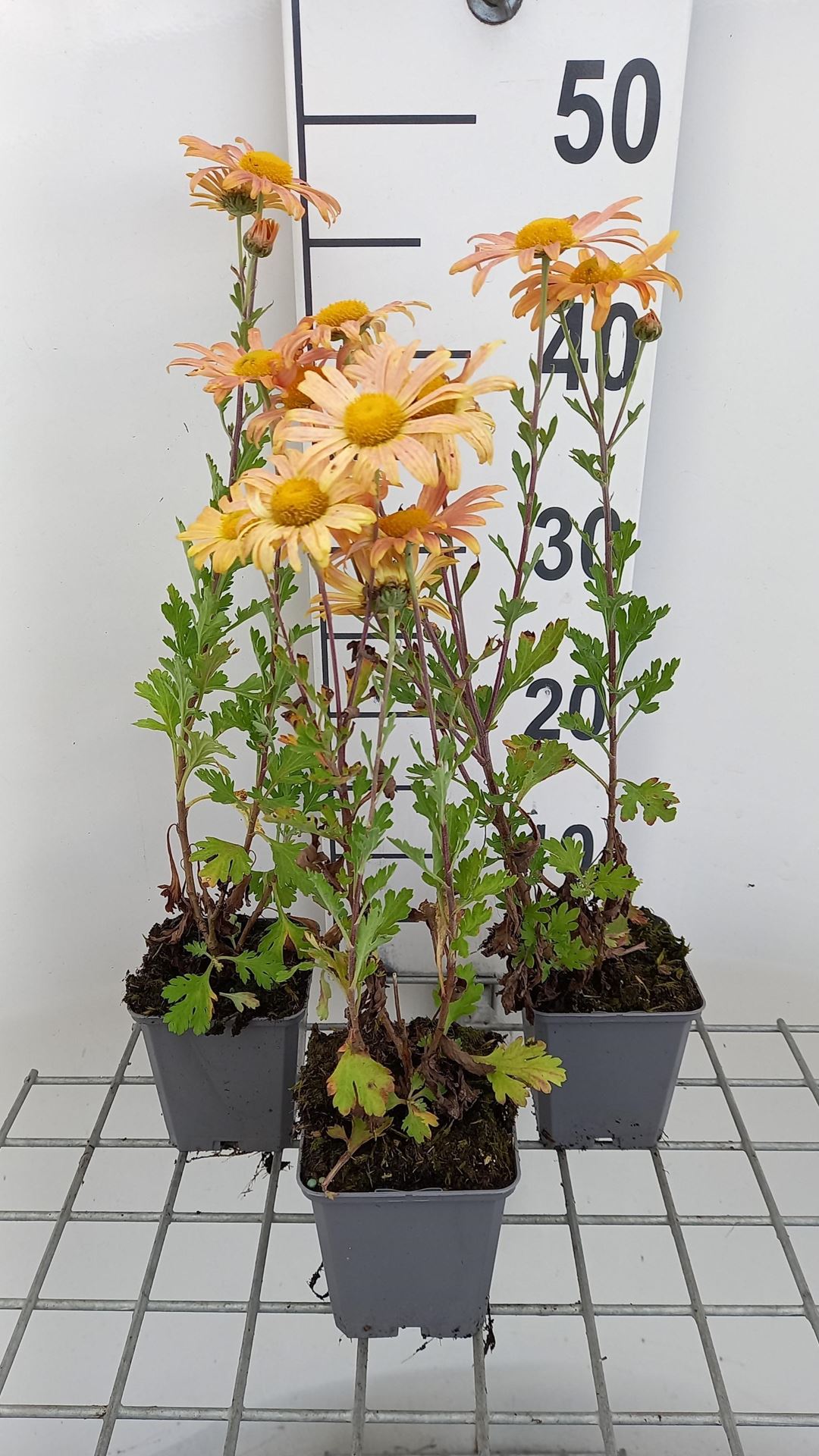 Chrysanthemum'Mary Stoker'- pot 9x9 cm afbeelding