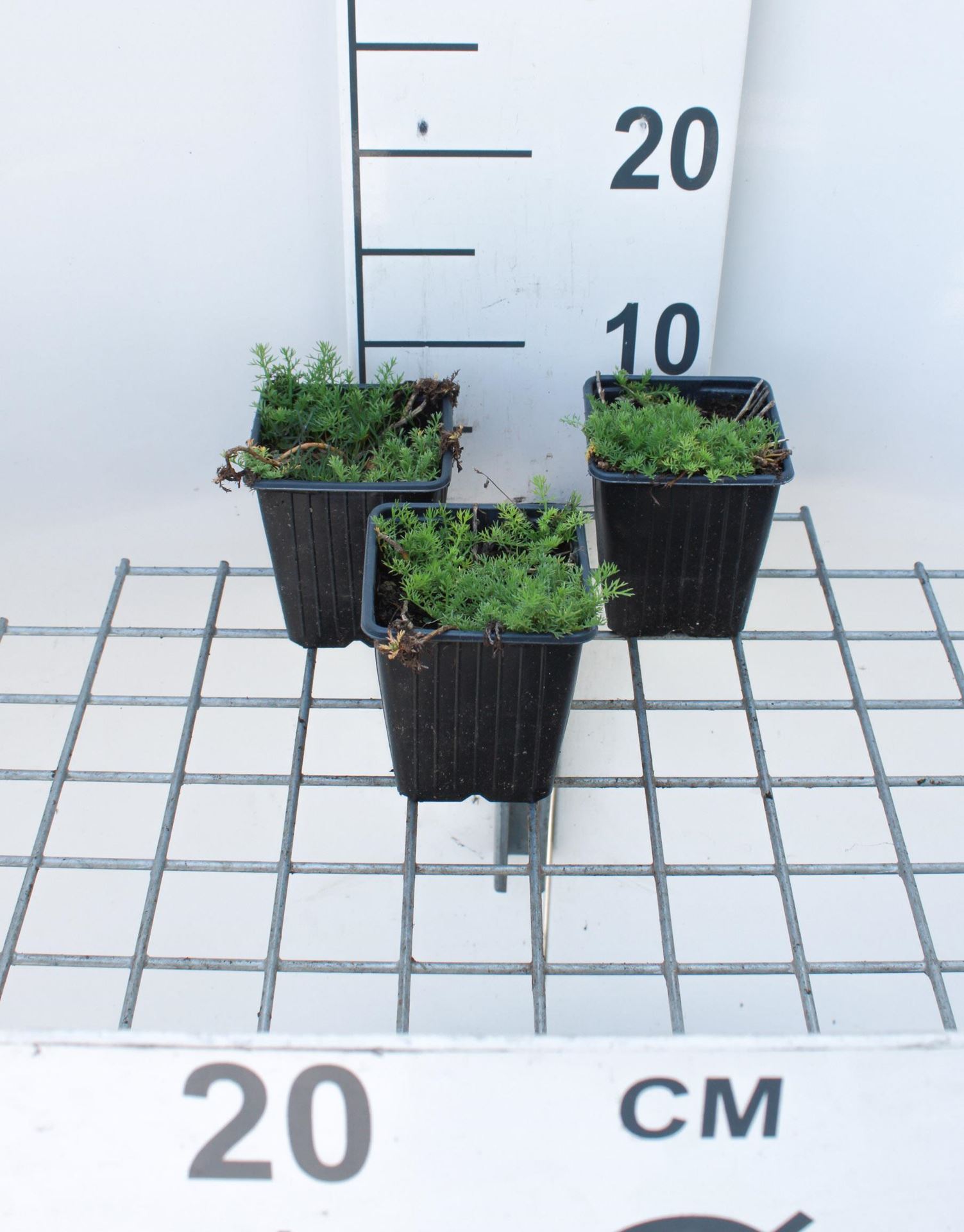 Chamaemelum nobile'Treneague'- pot 9x9 cm (Kamille'Loopkamille') - Loopkamille afbeelding