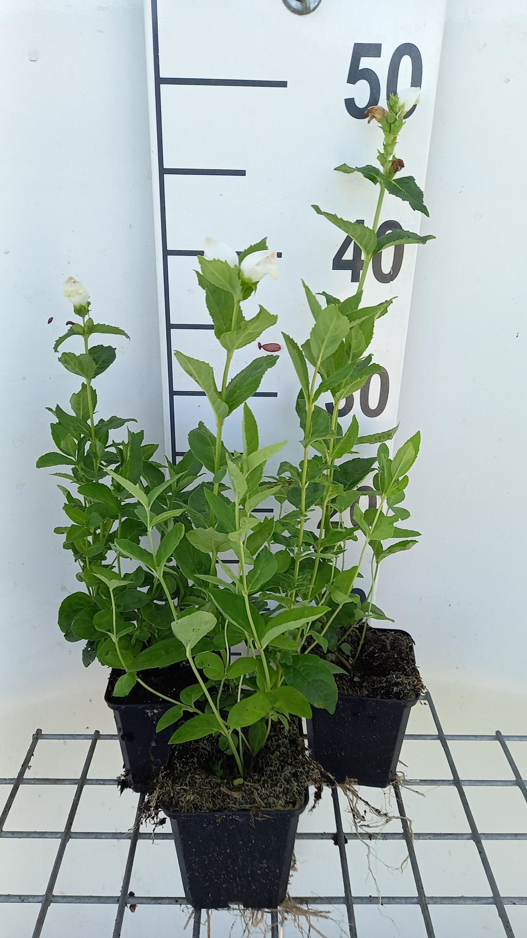 Chelone obliqua'Alba'- pot 9x9 cm afbeelding