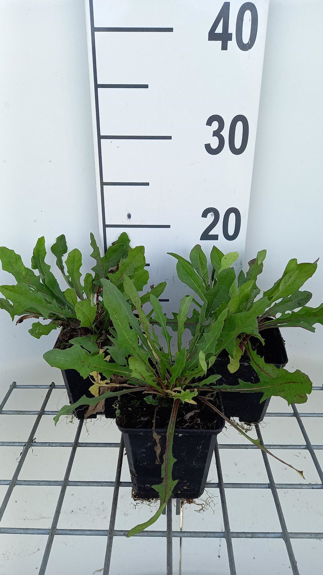 Cichorium intybus - pot 9x9 cm afbeelding