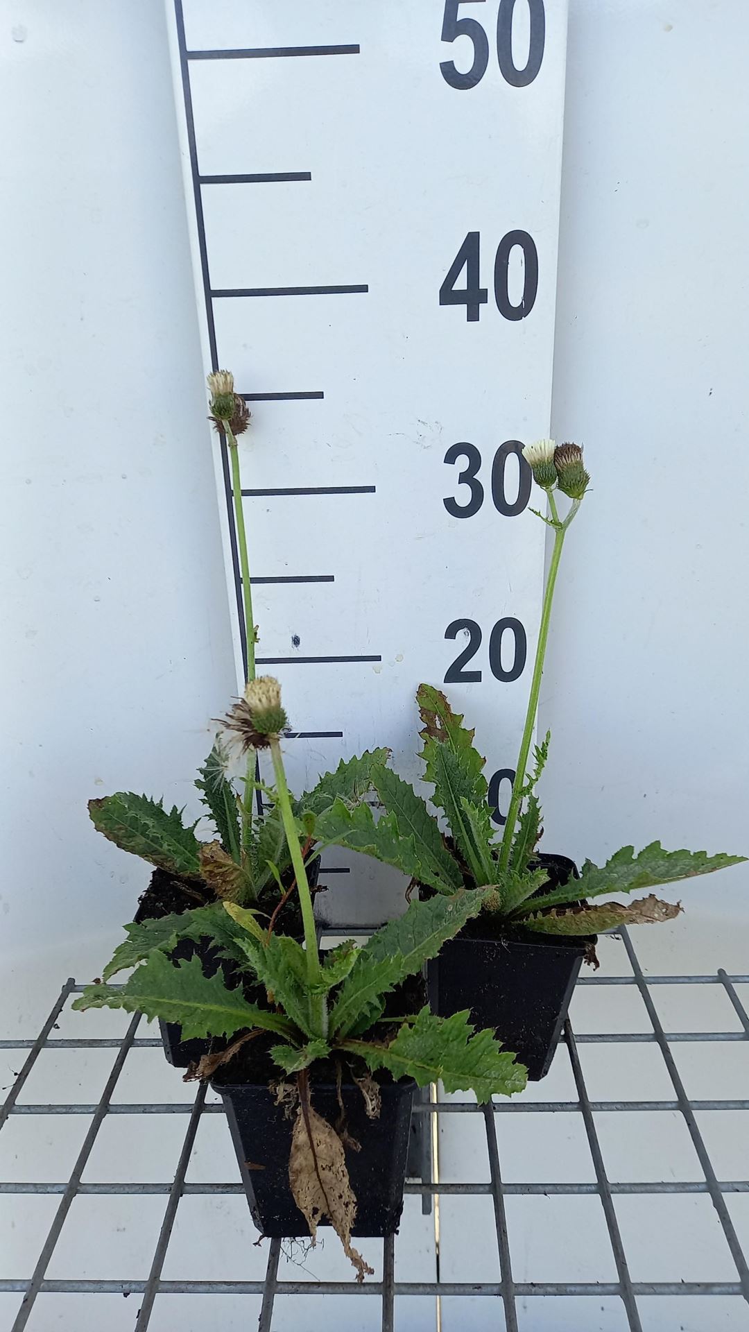 Cirsium rivulare'LOWCIR'(Frosted Magic) - pot 9x9 cm afbeelding