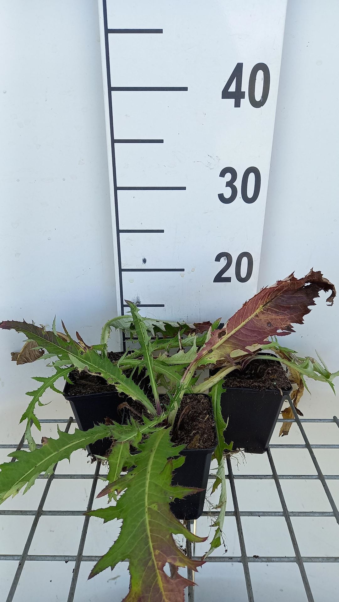 Cirsium rivulare'Trevor's Blue Wonder'- pot 9x9 cm - afbeelding