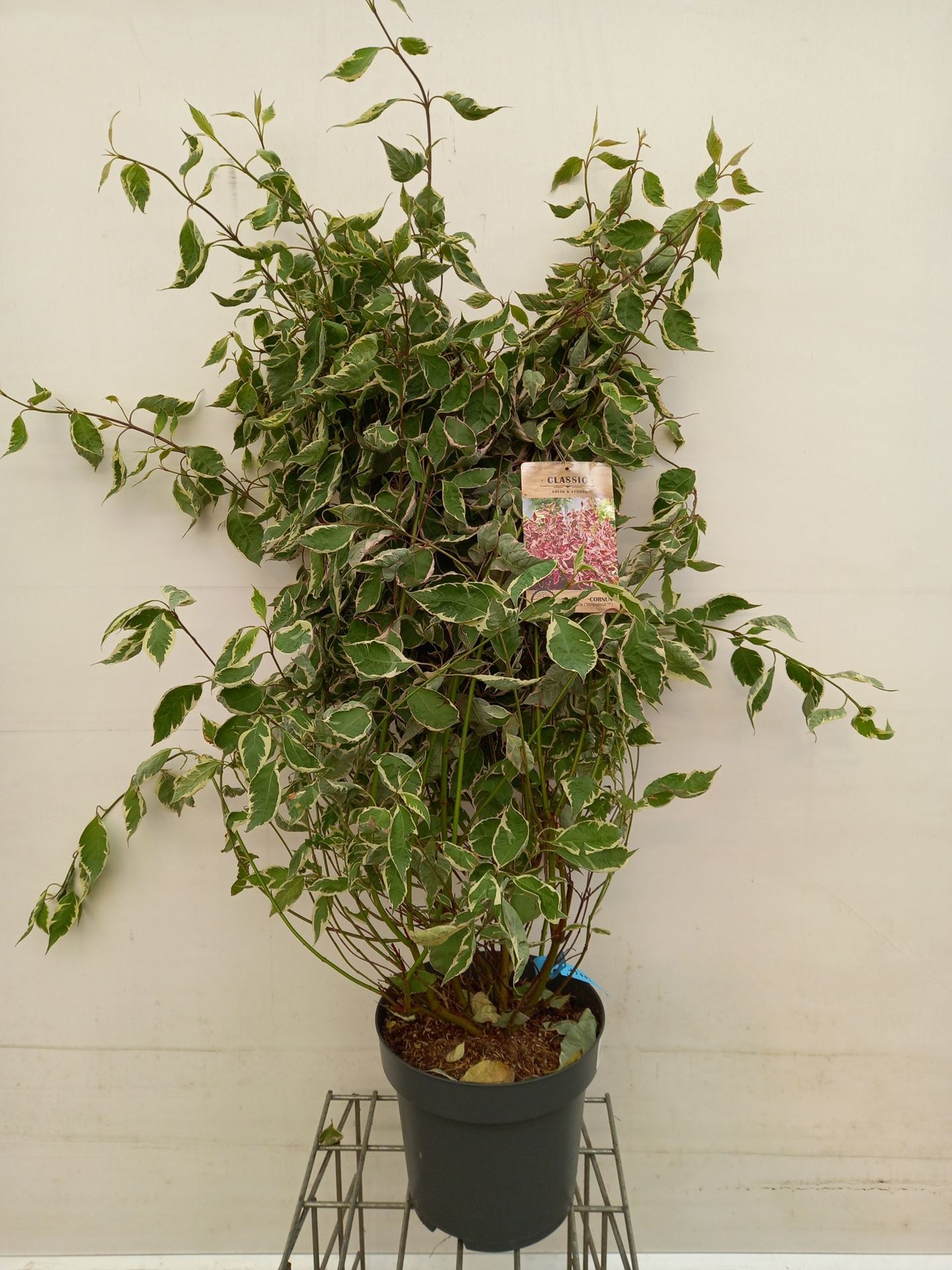 Cornus alba 'VERPAALEN2' - pot 12L - 100-125 cm