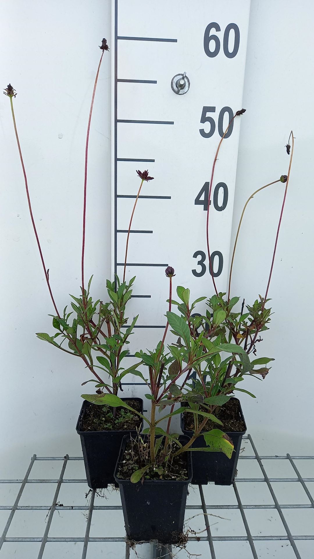 Cosmos atrosanguineus - pot 9x9 cm - Cosmea / Cosmos afbeelding