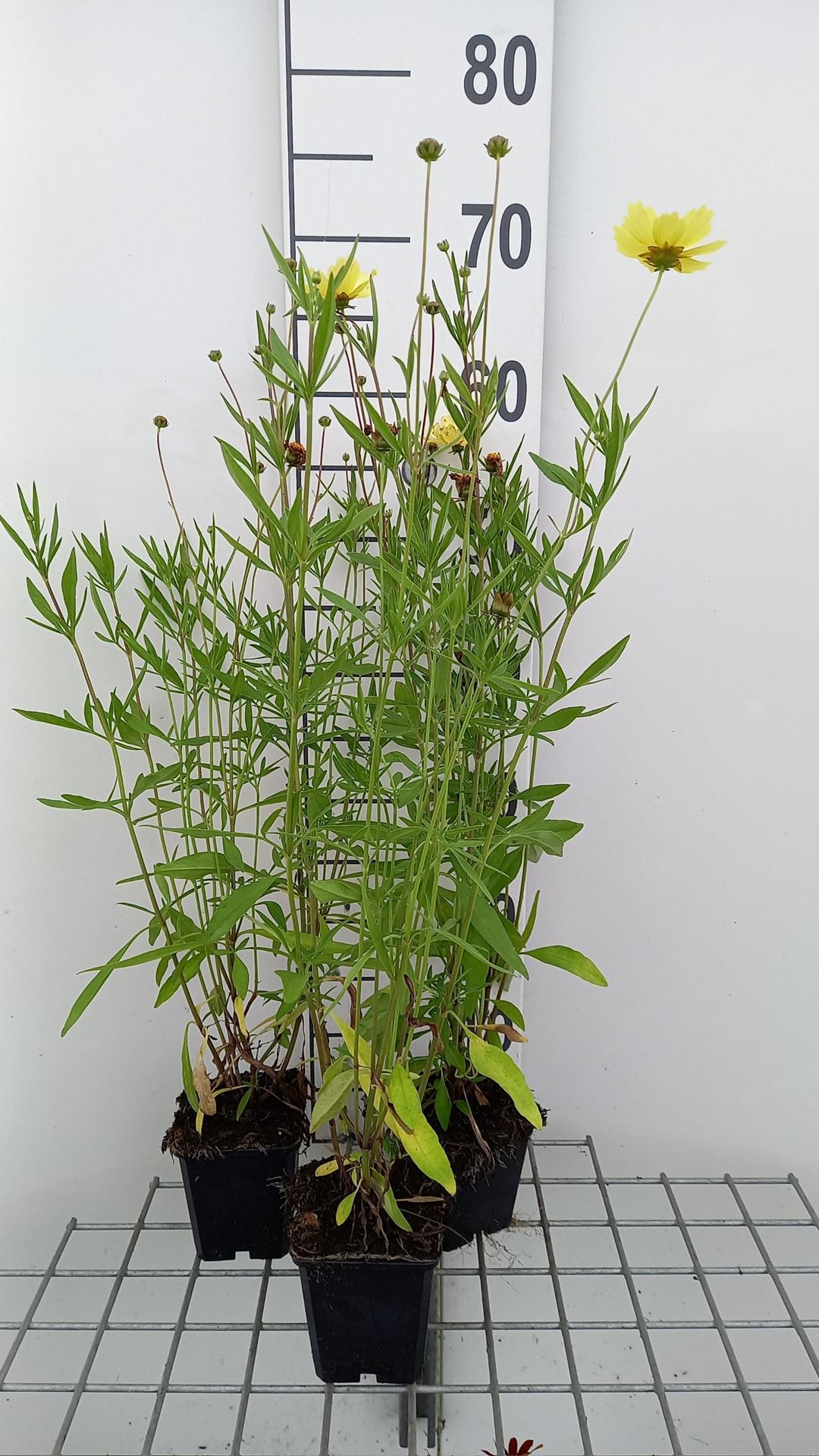 Coreopsis'Full Moon'- pot 9x9 cm afbeelding