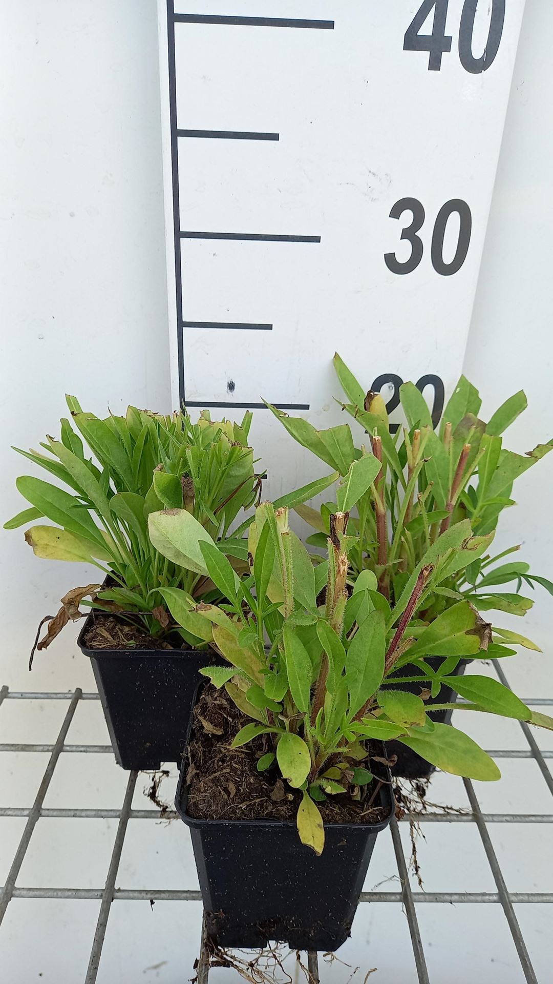 Coreopsis grandiflora'Early Sunrise'- pot 9x9 cm - Meisjesogen afbeelding