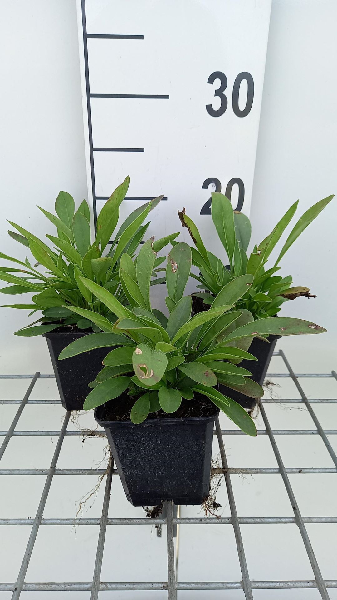Coreopsis grandiflora'Sonnenkind'- pot 9x9 cm afbeelding