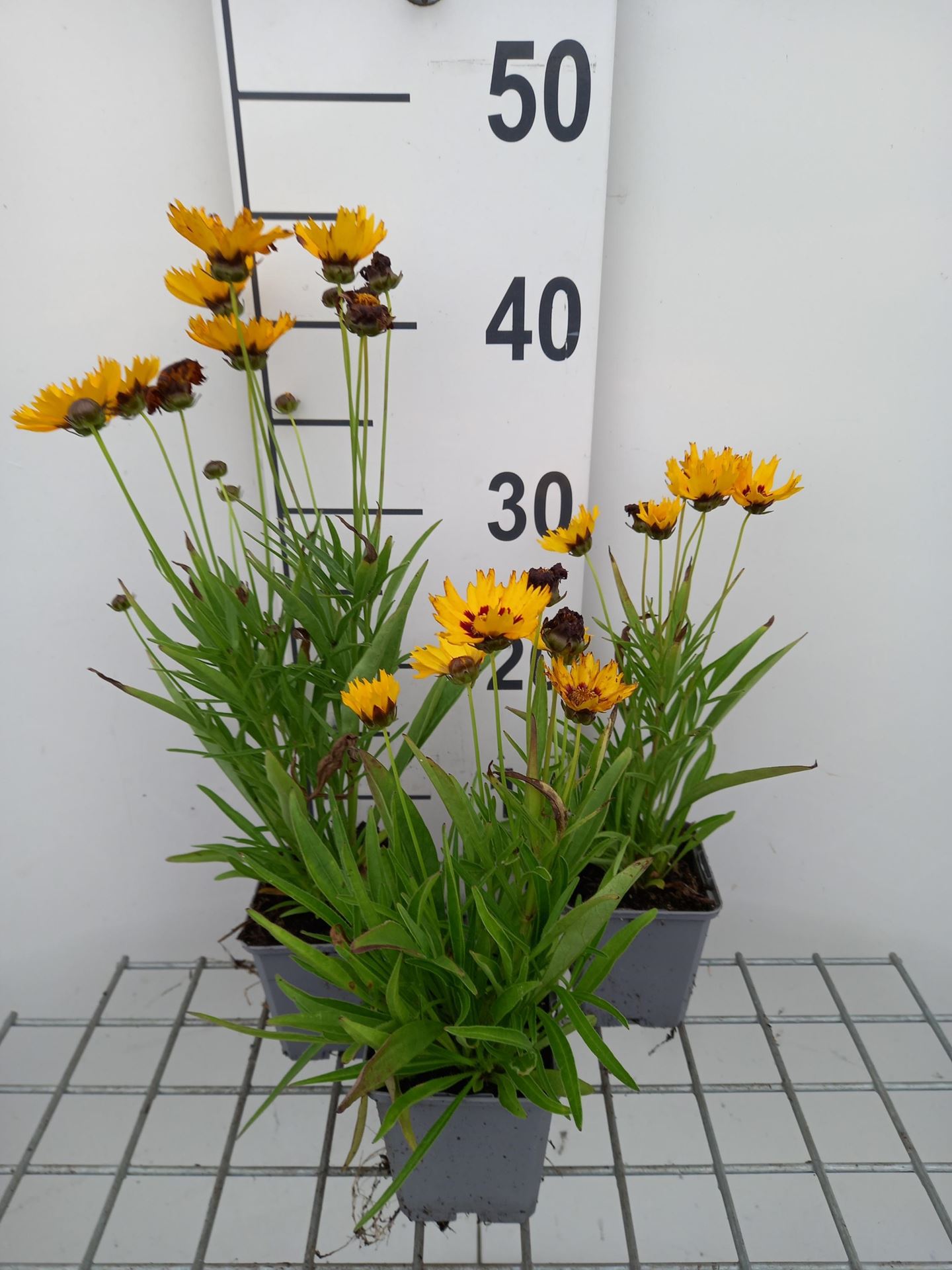 Coreopsis grandiflora'Sunfire'- pot 9x9 cm afbeelding