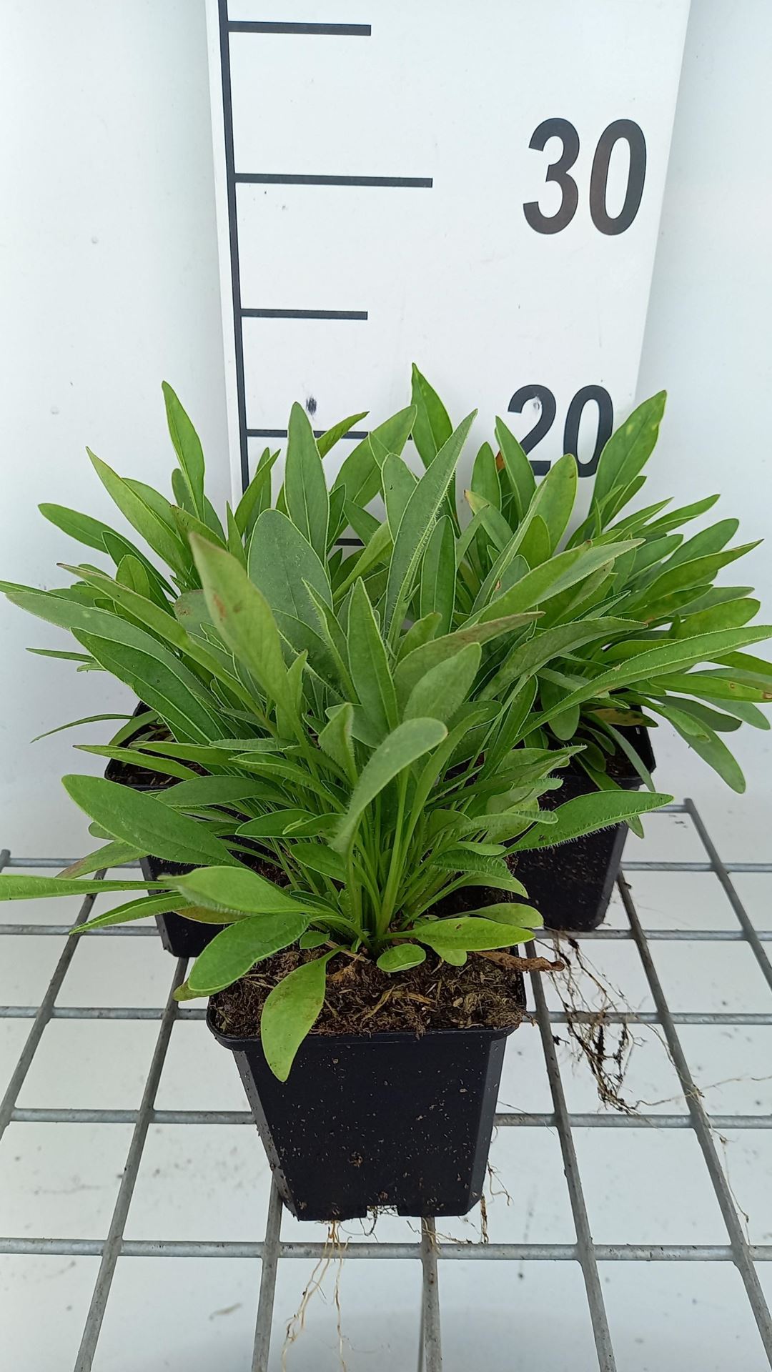 Coreopsis lanceolata'Sterntaler'- pot 9x9 cm afbeelding