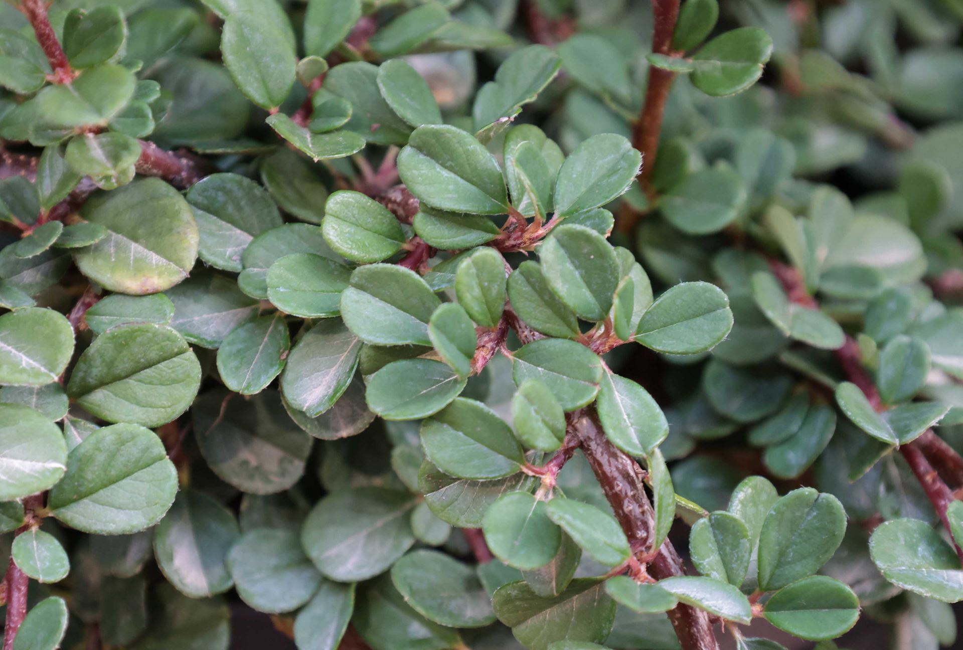 Cotoneaster procumbens'Queen of Carpets'- pot 1,3L - 15-20 cm afbeelding