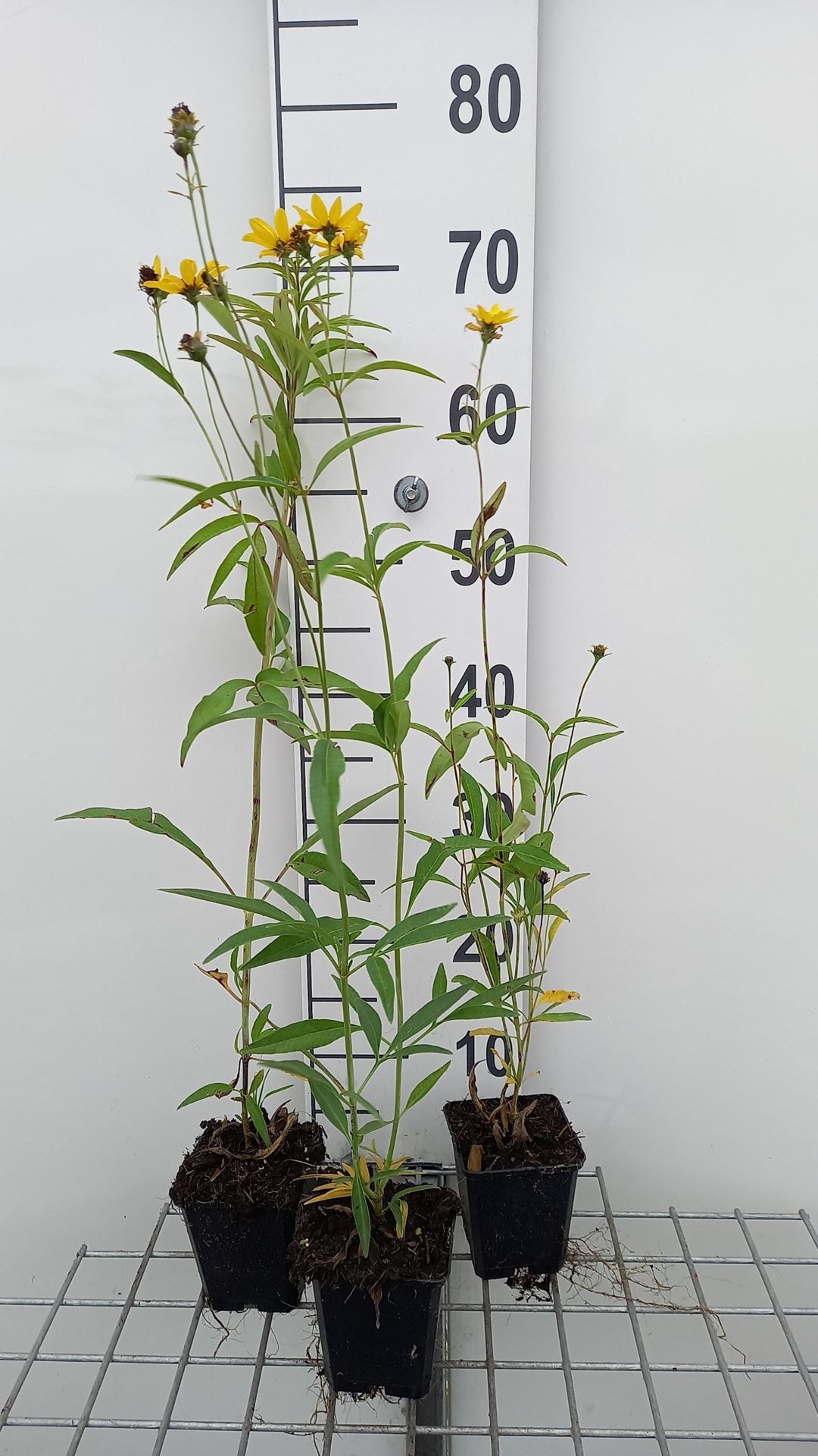 Coreopsis tripteris - pot 9x9 cm afbeelding