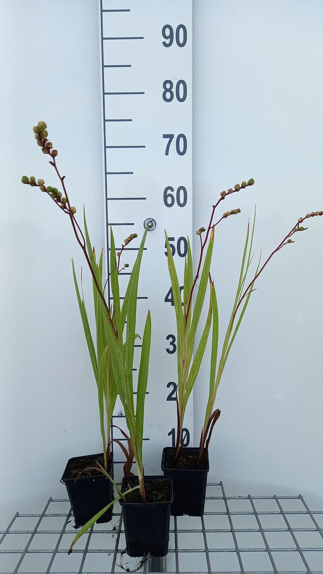 Crocosmia'Emberglow'- pot 9x9 cm afbeelding