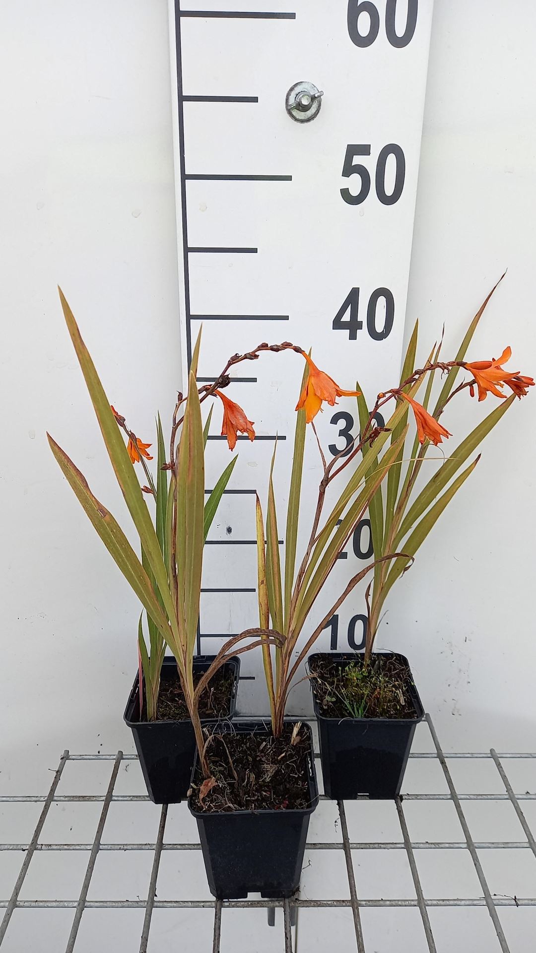 Crocosmia'Emily McKenzie'- pot 9x9 cm afbeelding